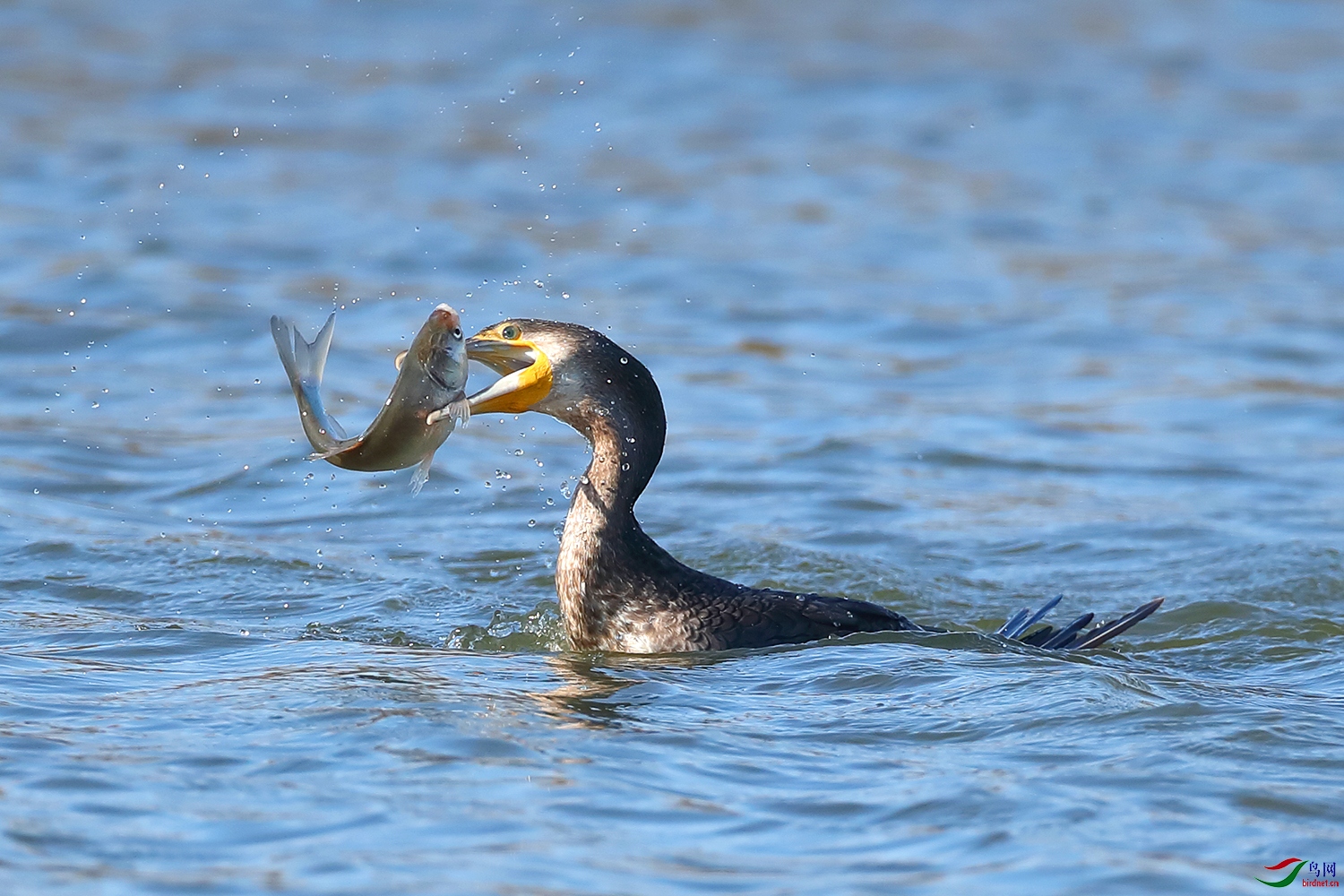 大美查干湖 水清鱼肥