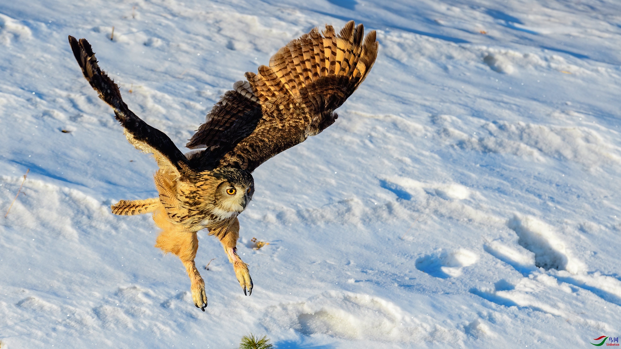 雪地捕猎雕鸮