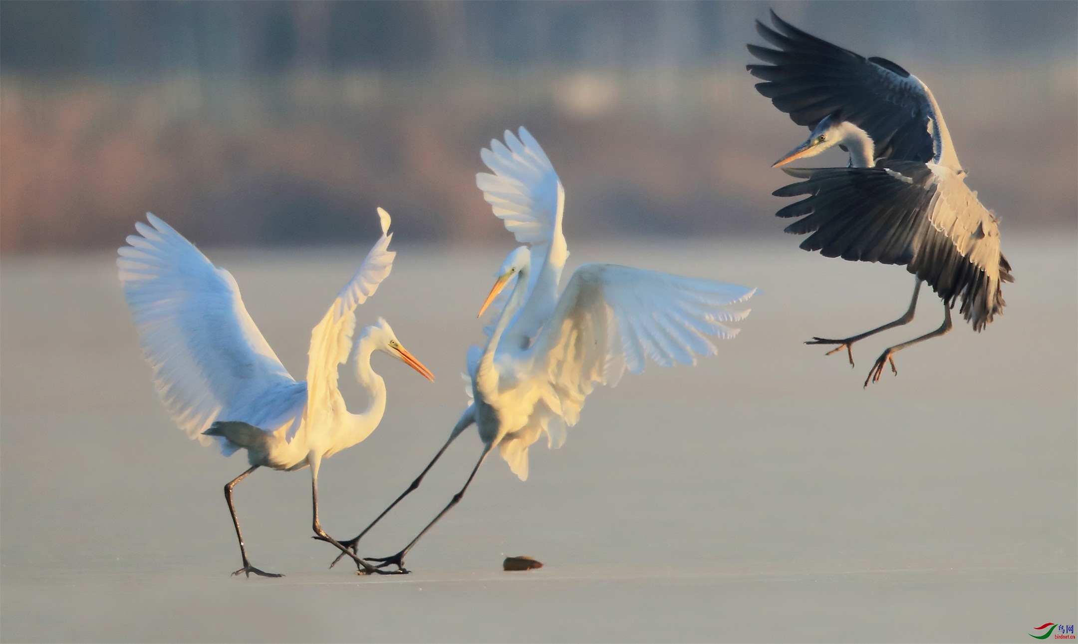 44 - ���� (2).jpg