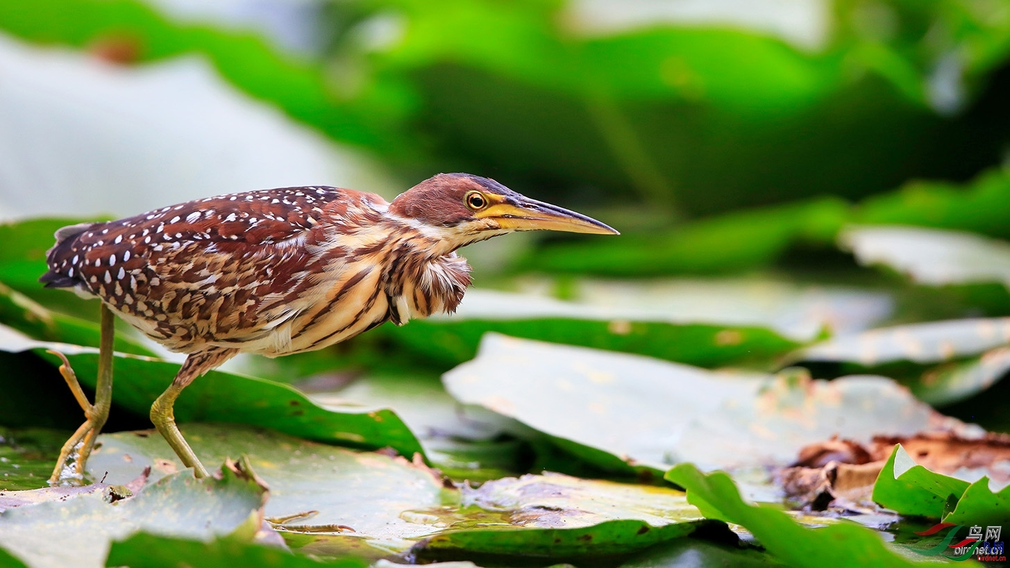 ��̨ɽ�� ��ʦ����������ʡ������.jpg