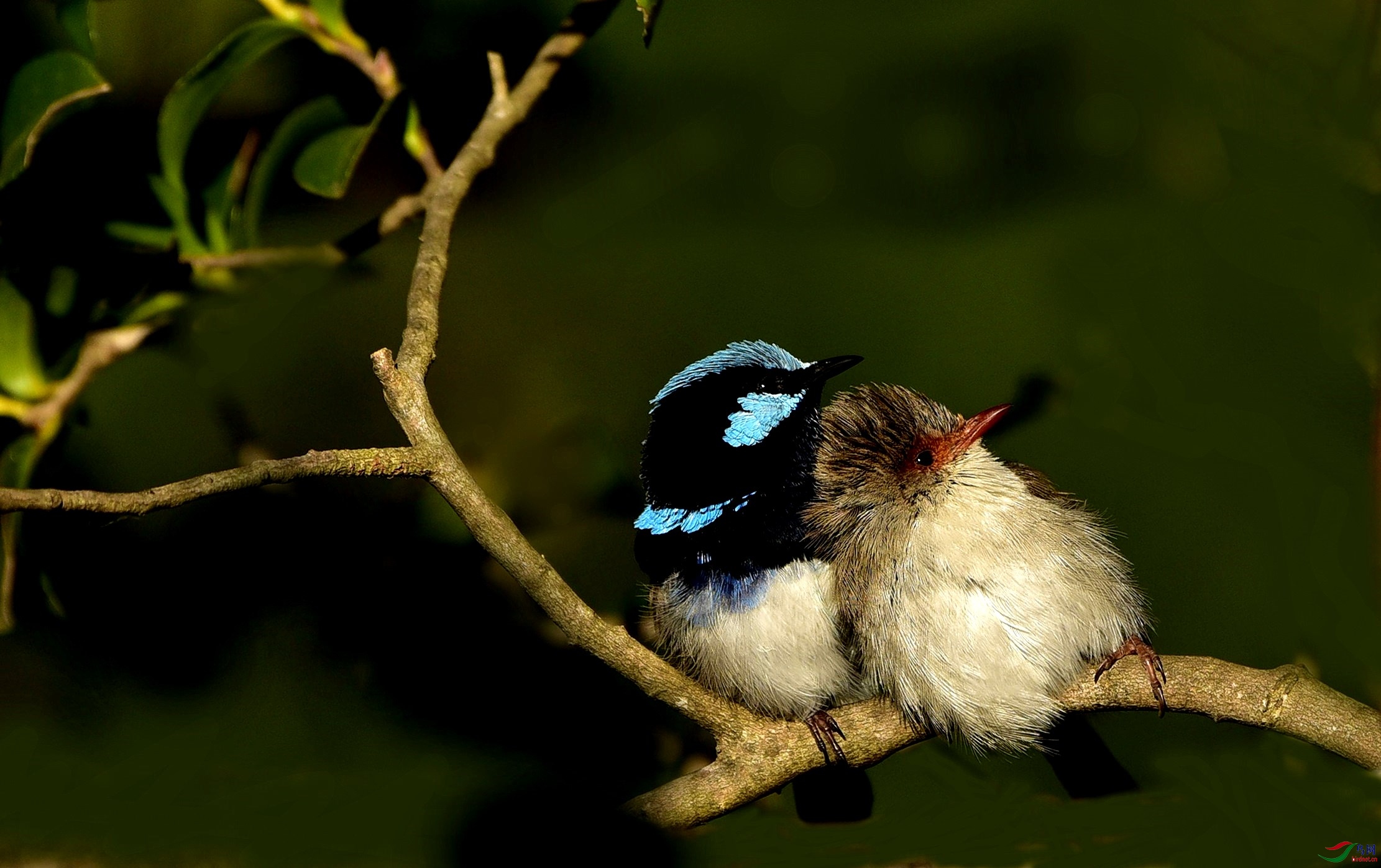蓝头相依偎向往着未来