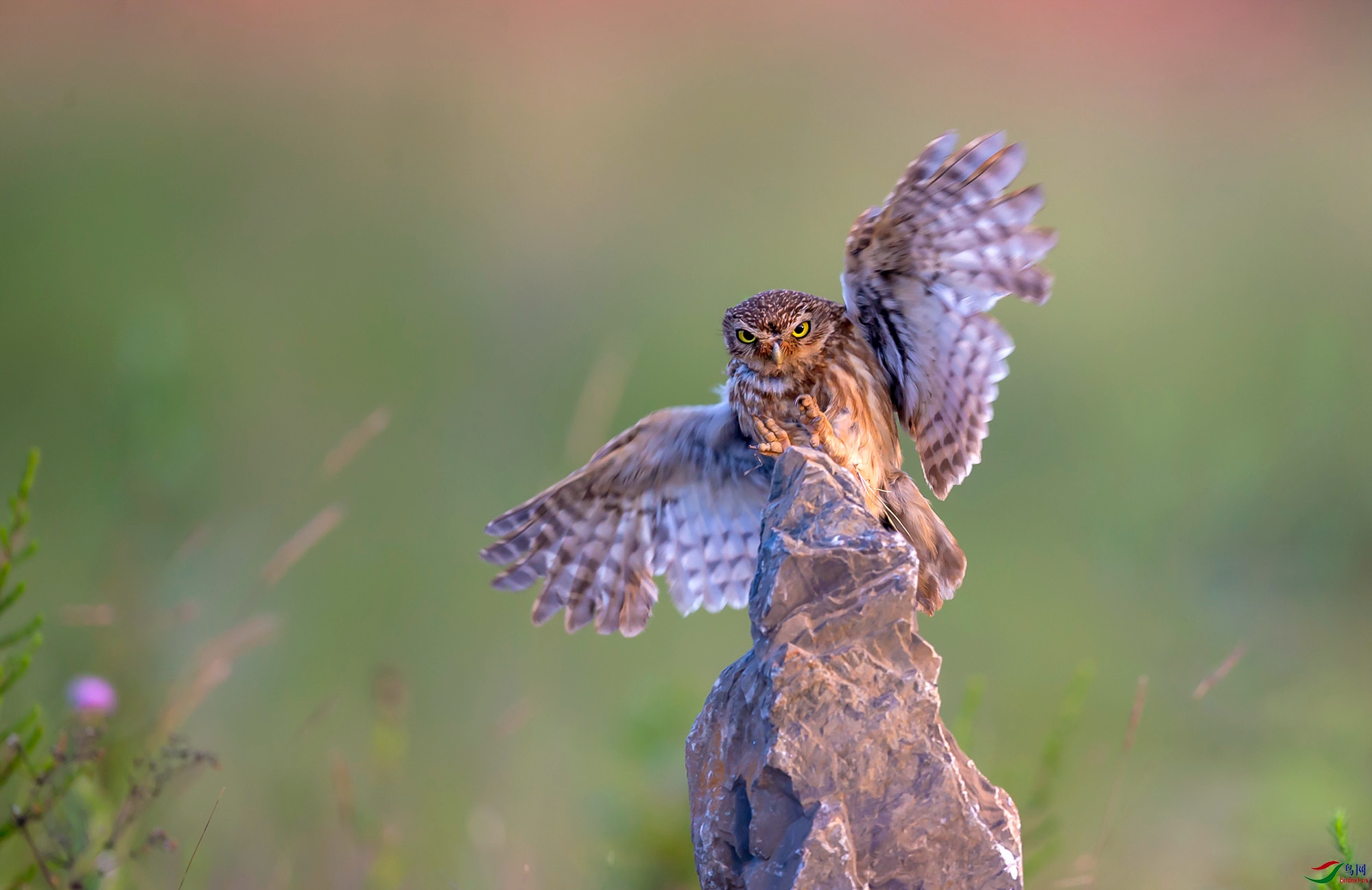 ���Ƹ�С�^