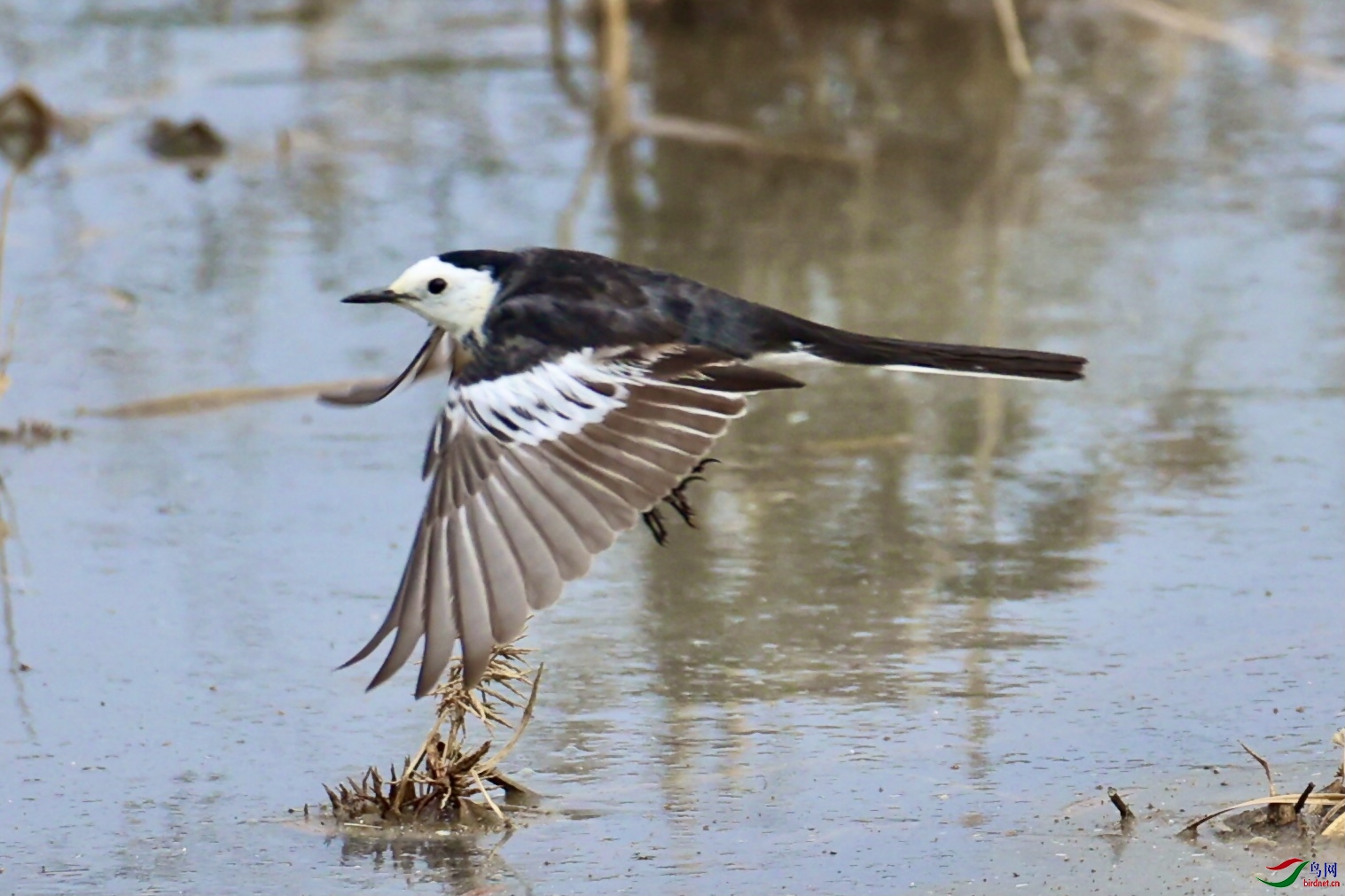 湿地公园常见鸟类图片