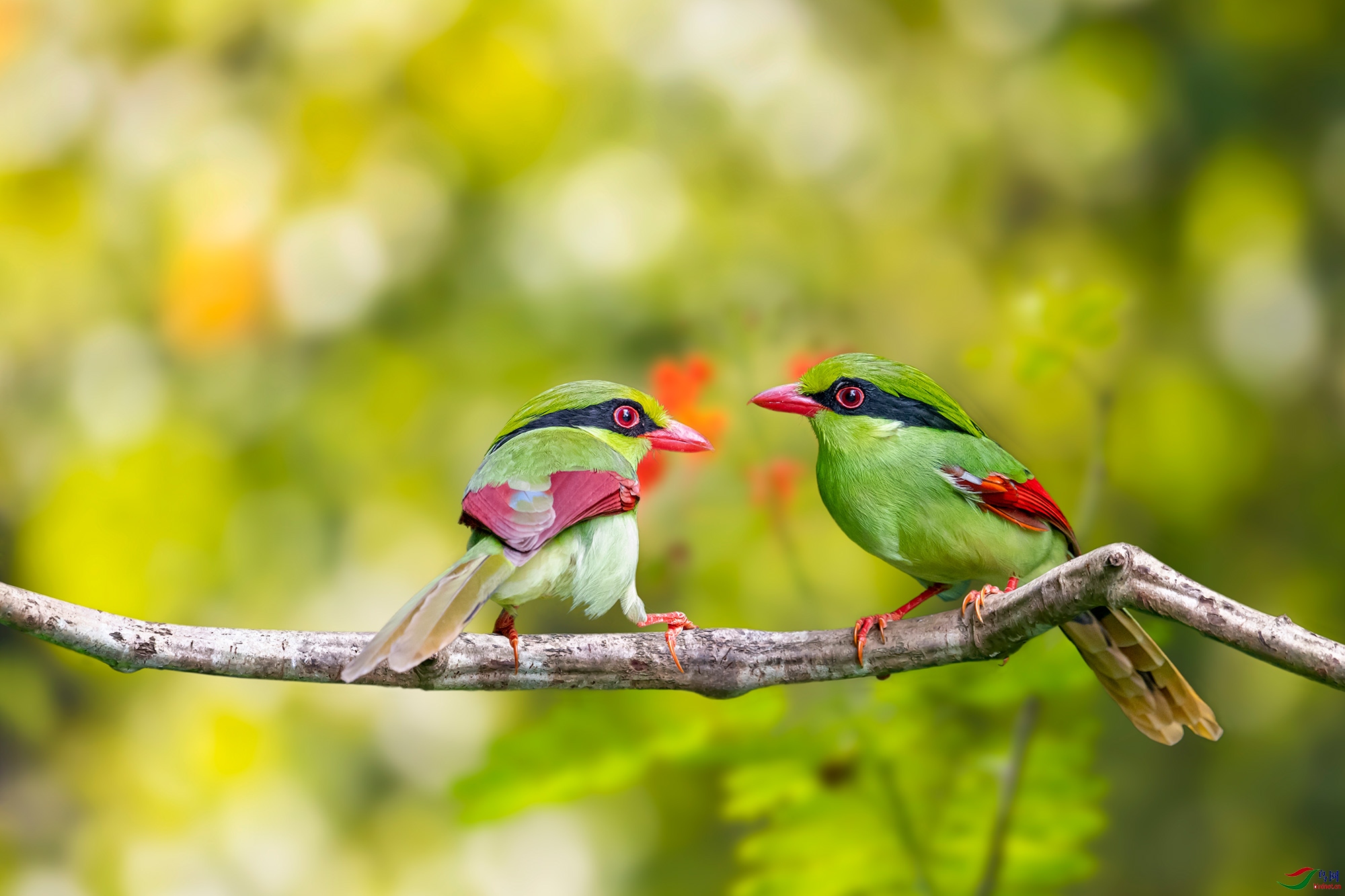 冬至安康黄胸绿鹊