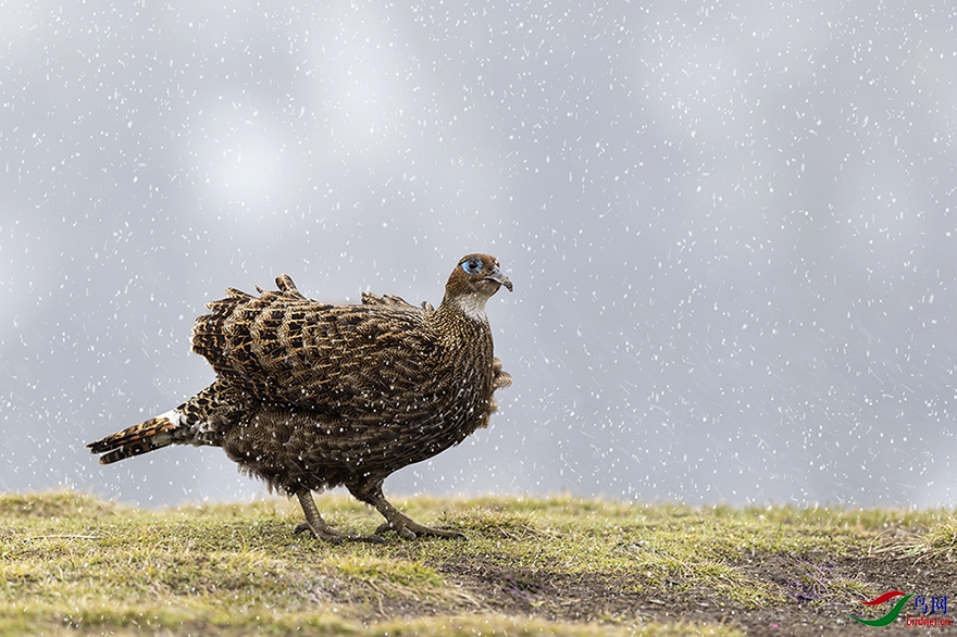 ��β�������ƣ�