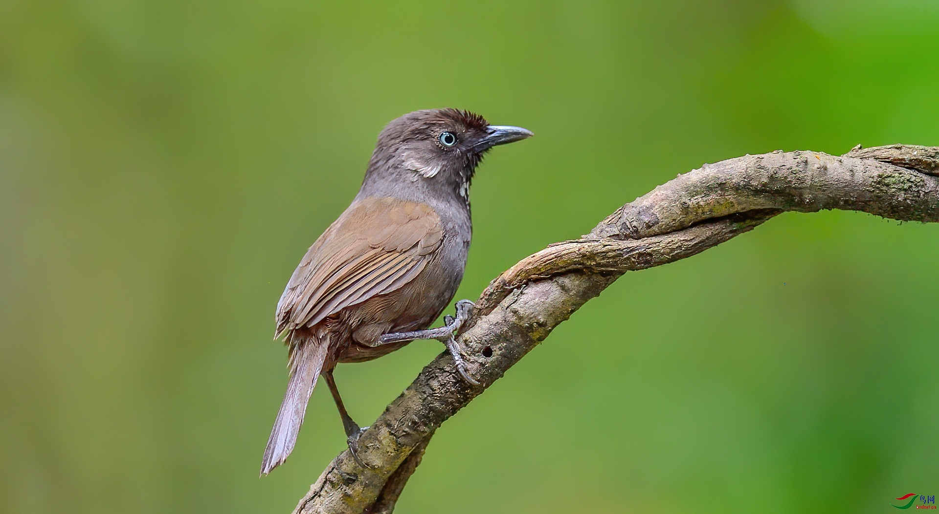 索尼微单十周年冬季恋歌 弄岗穗鹛