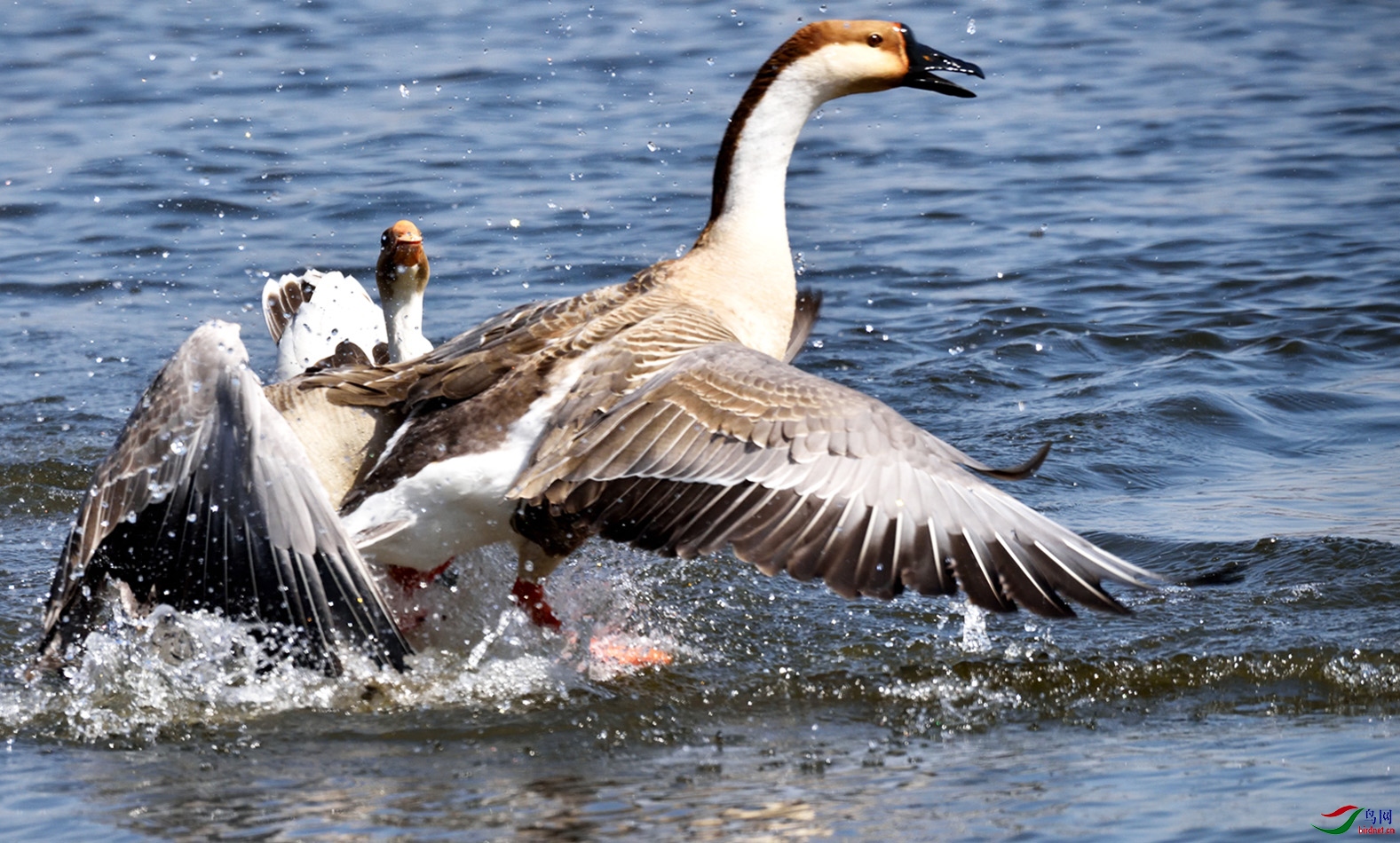 DSC_1121-P-4.jpg