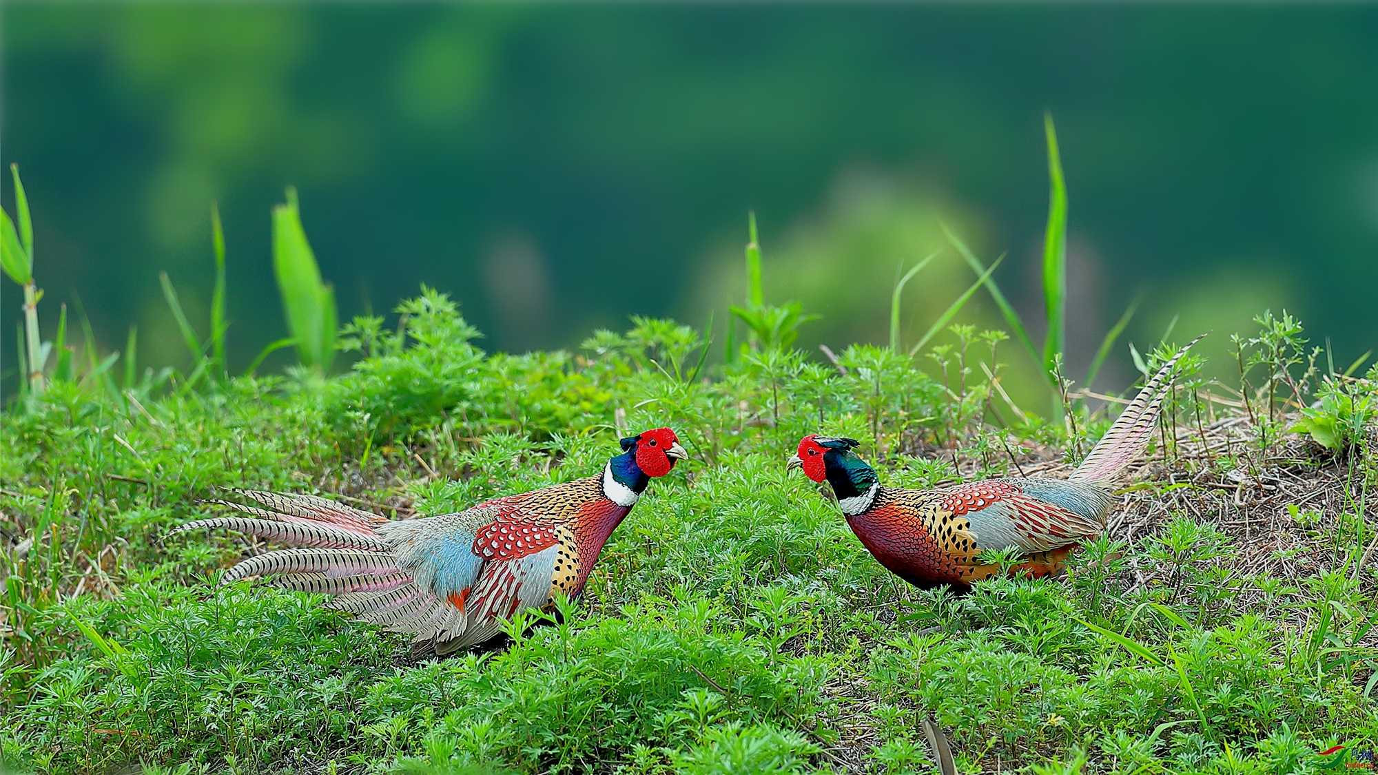 七彩山鸡环颈雉