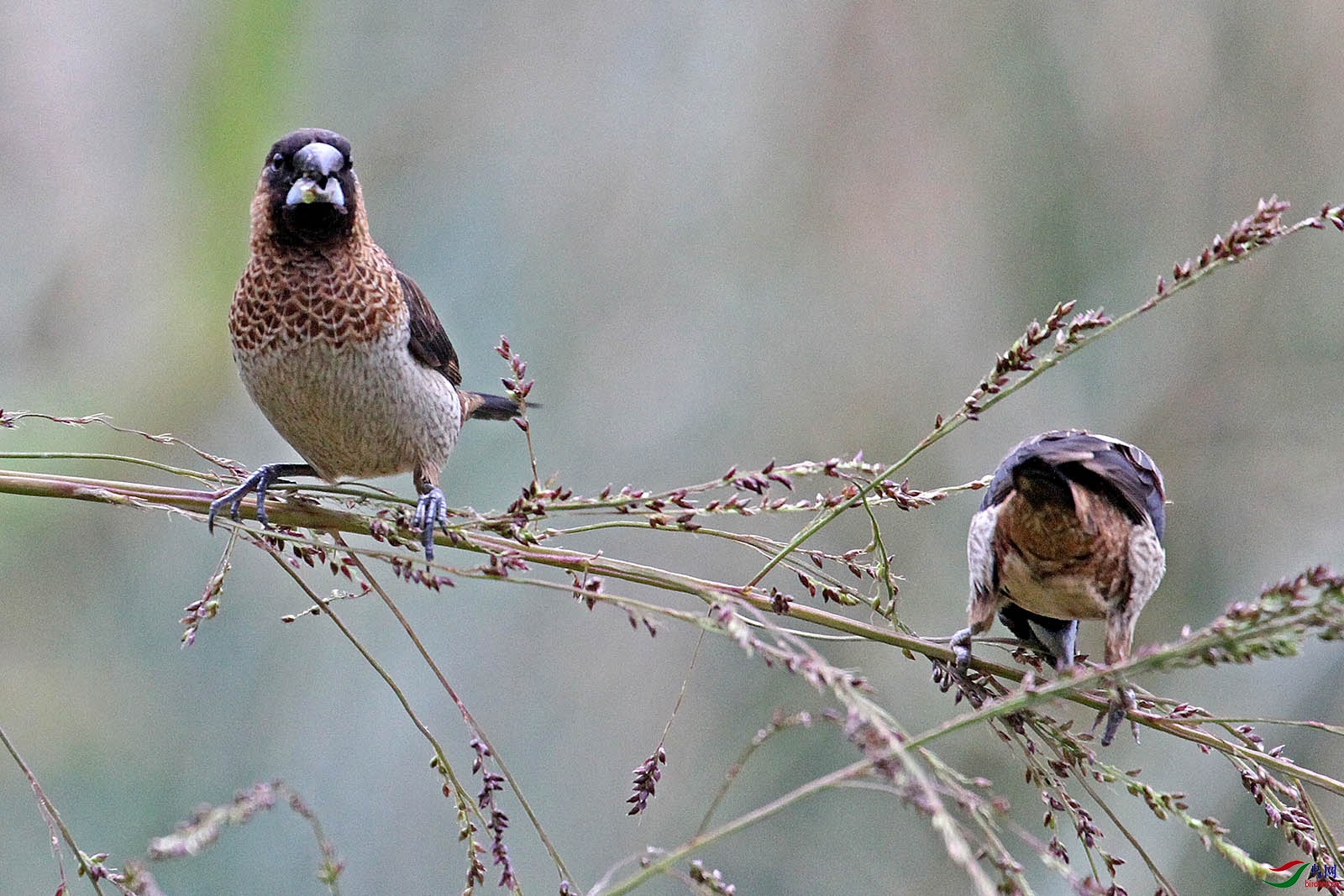 一对白腰文鸟贪食黍果分享