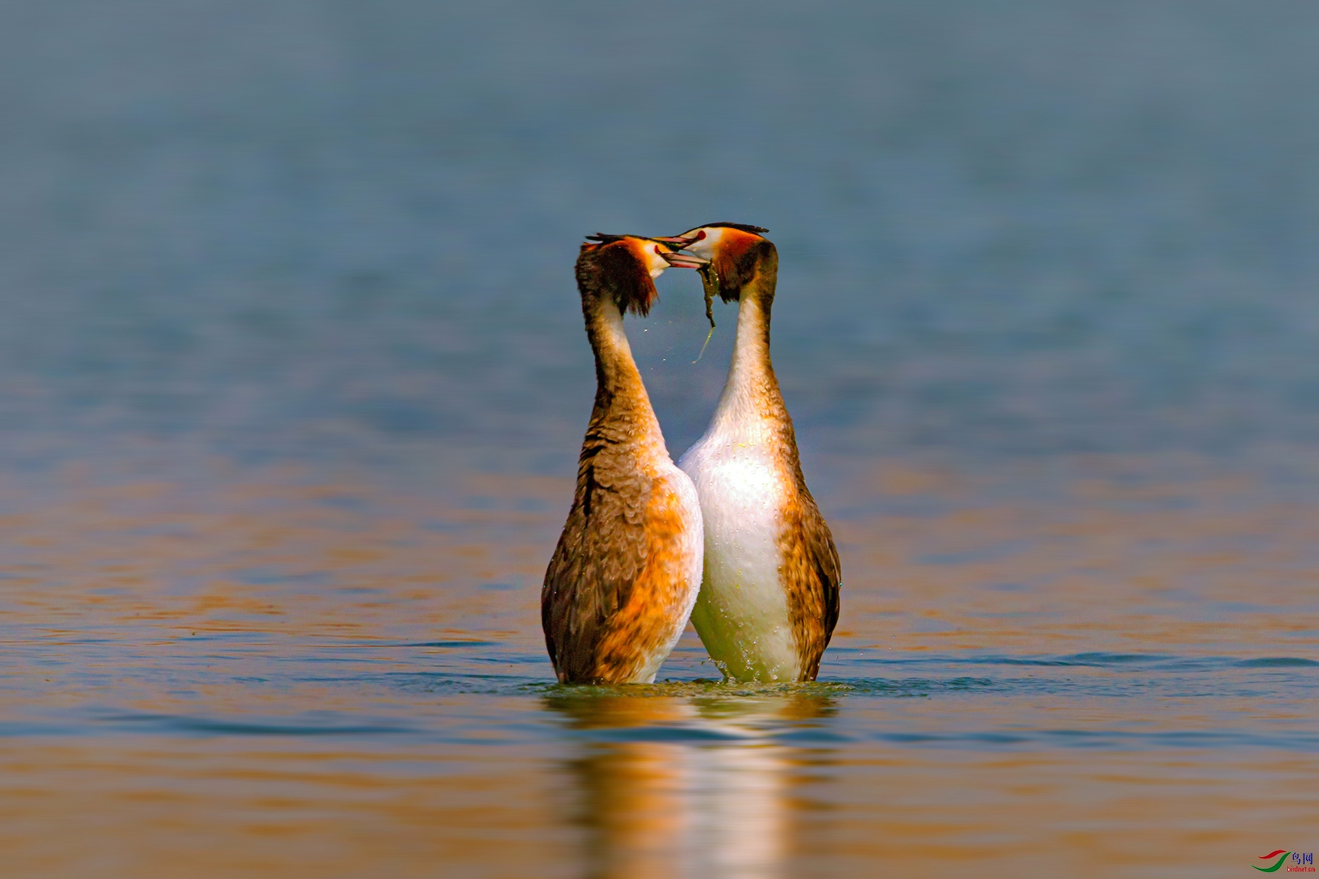 相敬如宾贺获鸟类精华