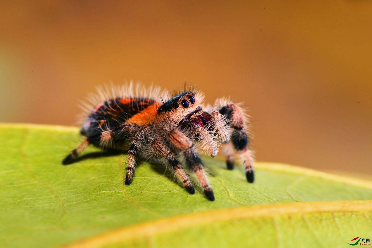 橙佛跳蛛【贺获每日精华】