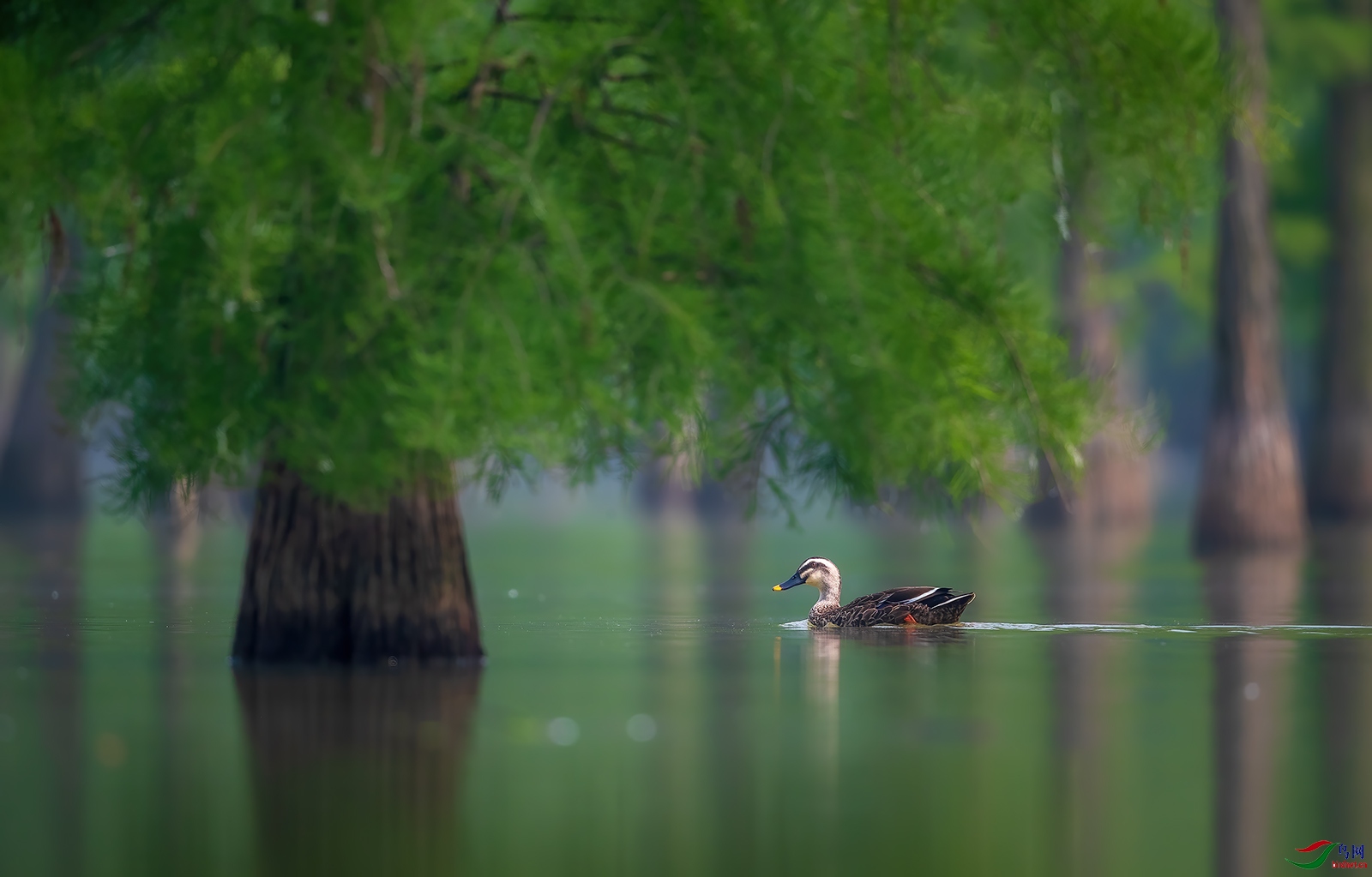 1DX_9615-1.jpg
