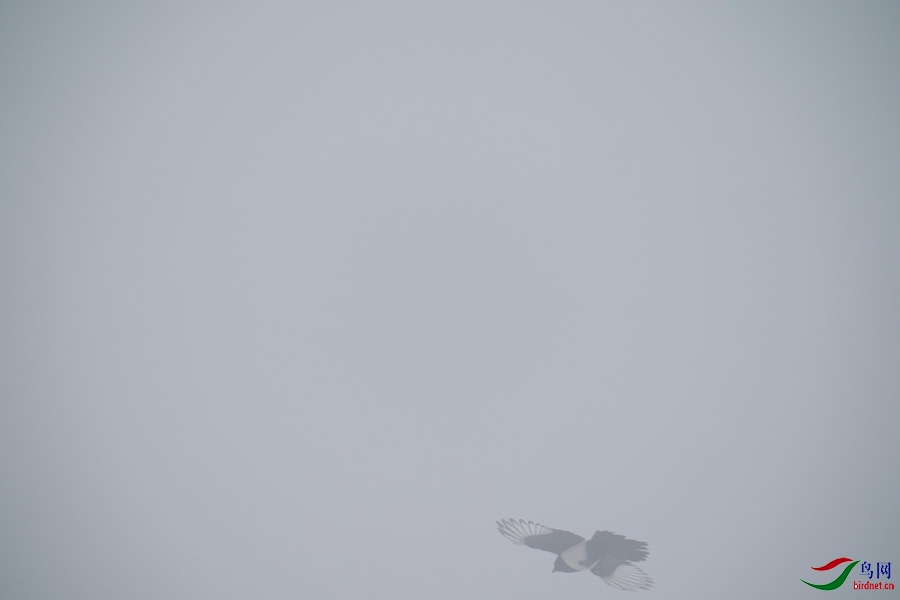 DSC00696.jpg