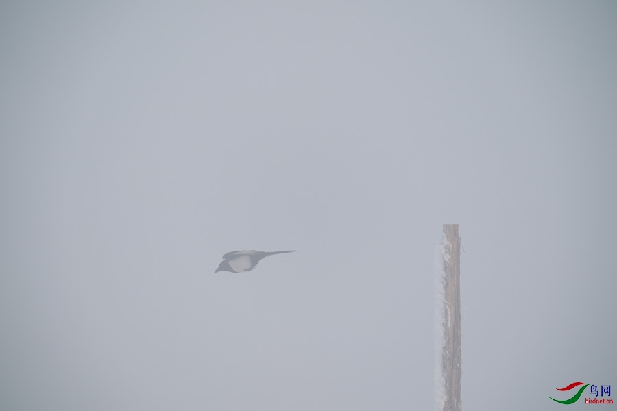 DSC00691.jpg