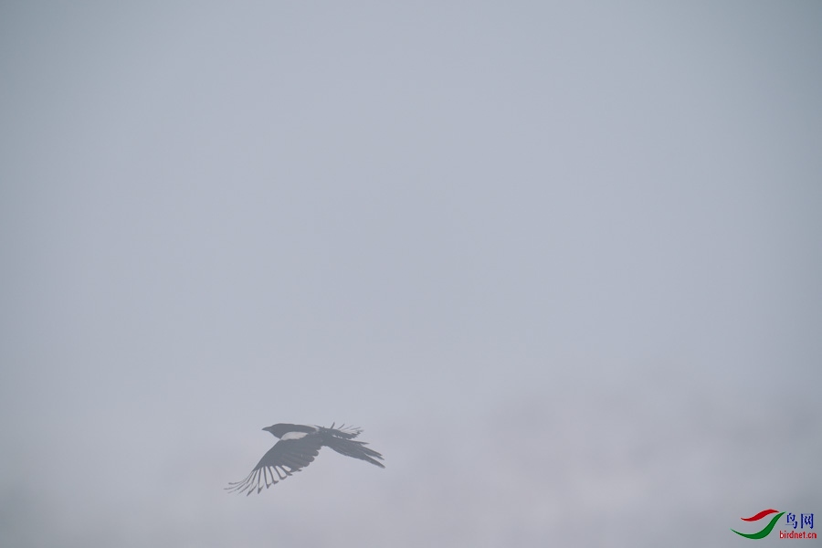 DSC00723.jpg