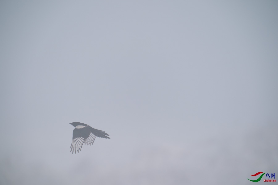 DSC00726.jpg