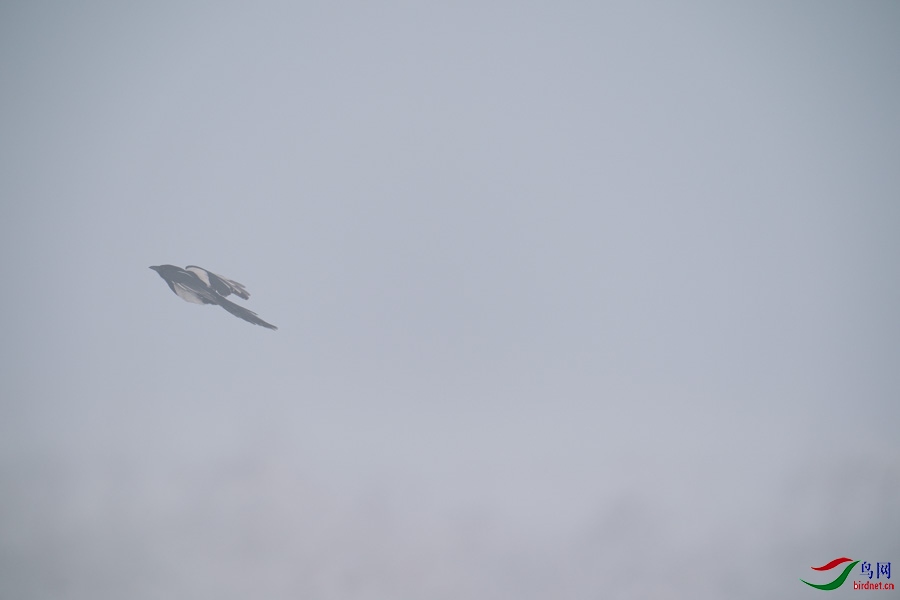 DSC00730.jpg