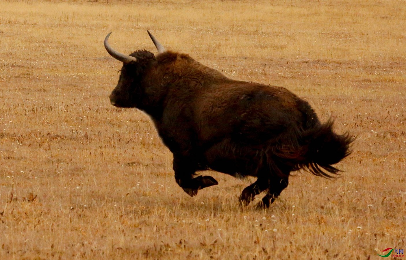 奔跑野牦牛