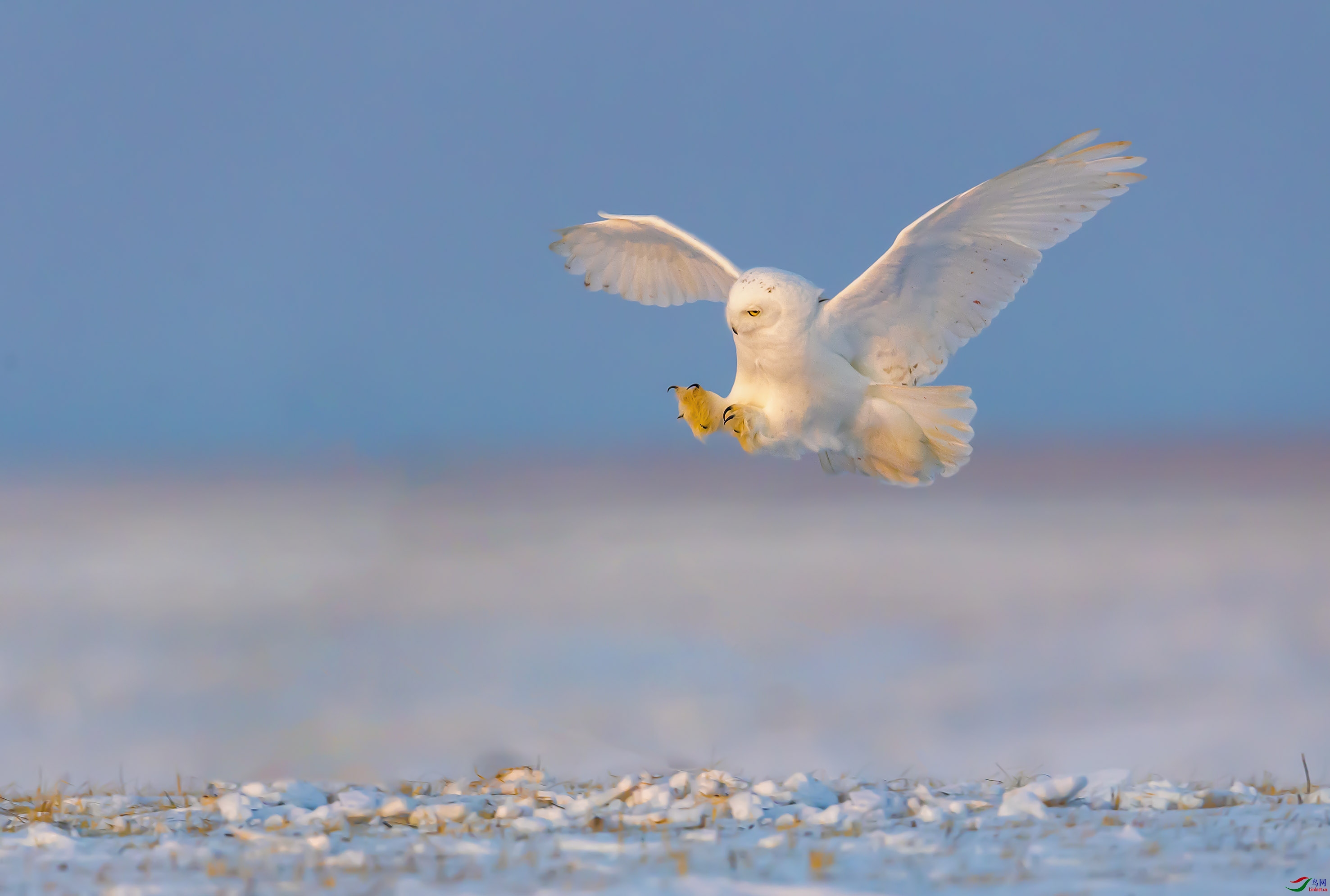 远方来客祝贺佳作荣获首页鸟类精华