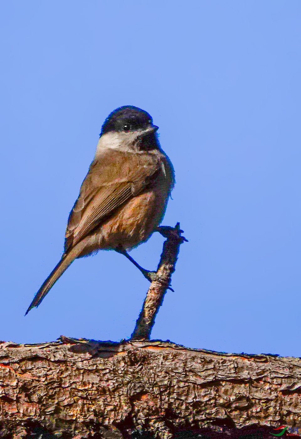 _DSC8650-1.jpg