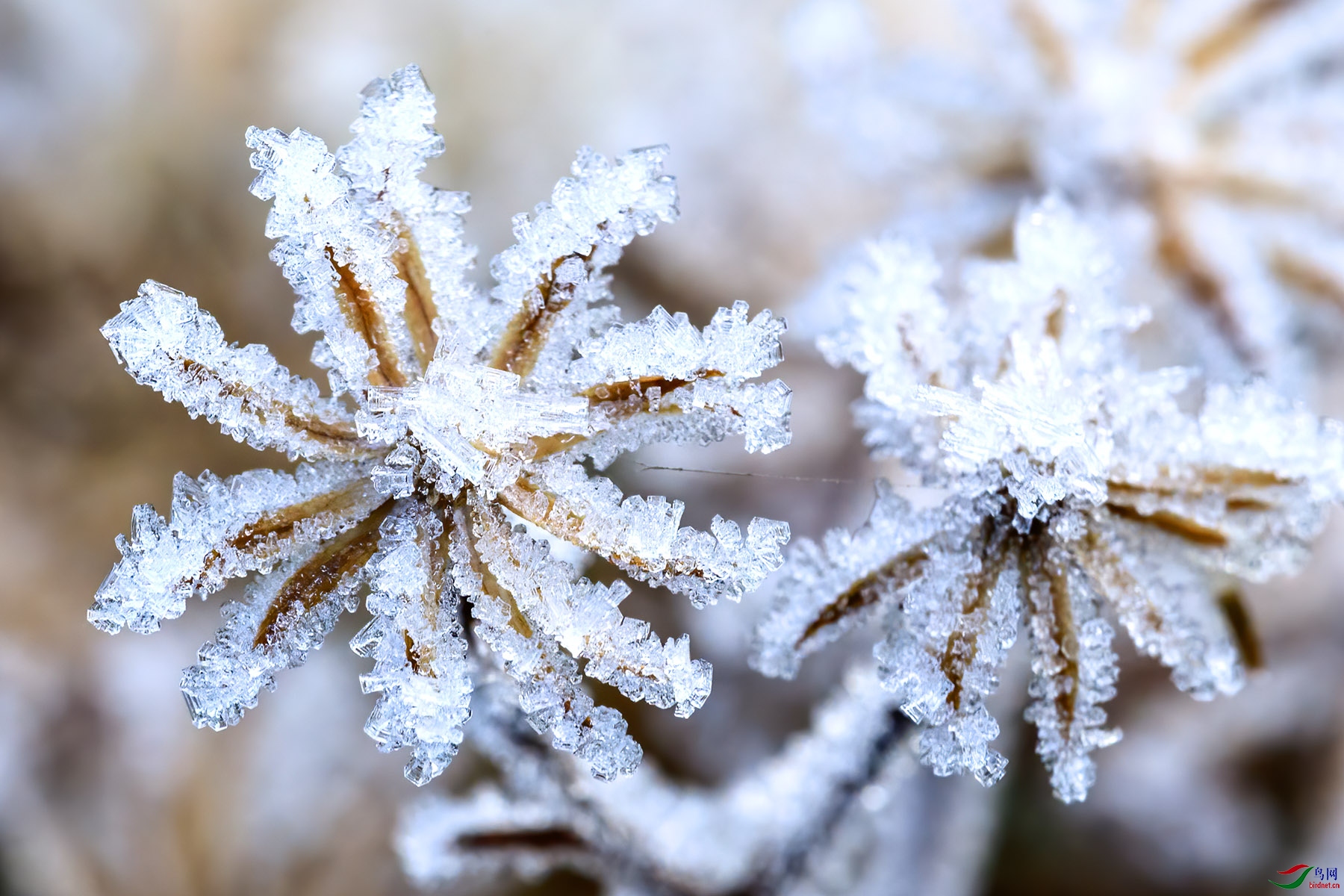 ˪����һ�����̻�