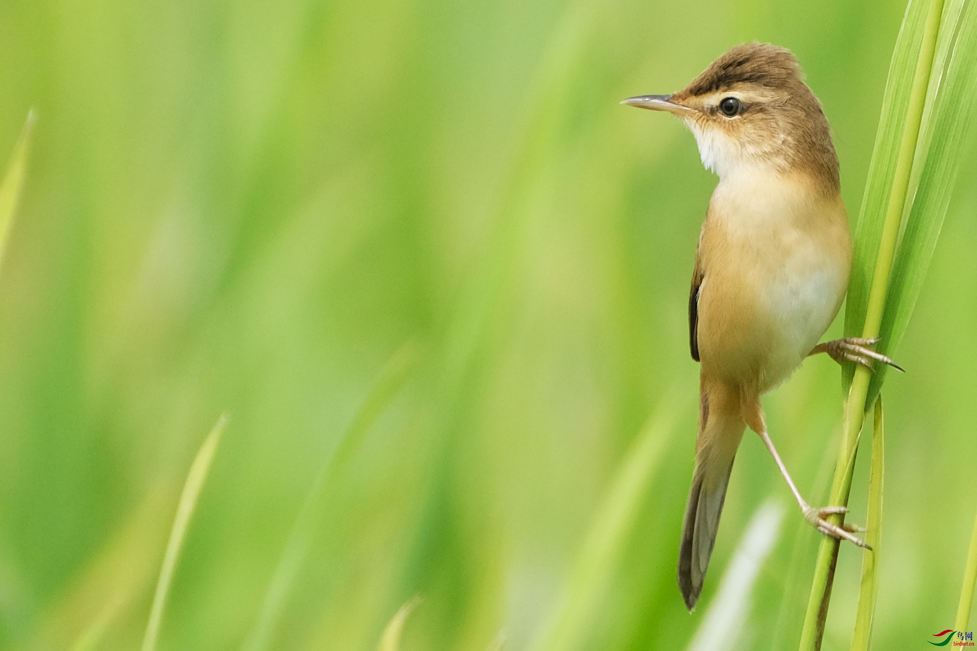 远东苇莺manchurianreedwarbler