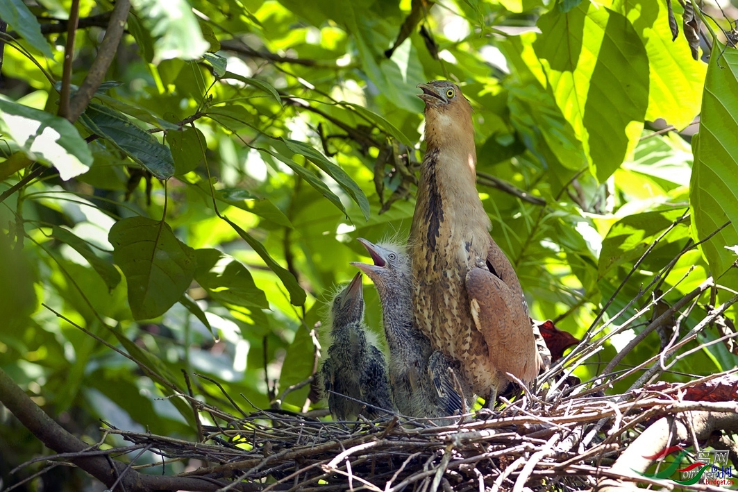 �ٺ����  ��ʦ�����ڹ���׳��������������.jpg