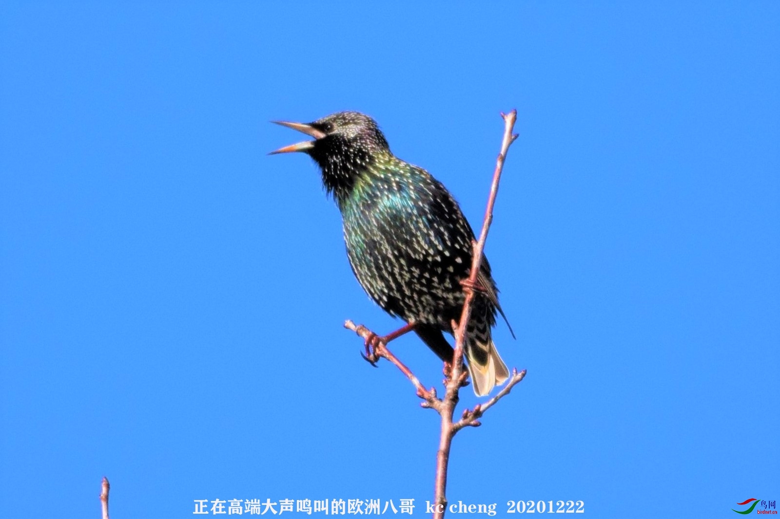 正在高端大声鸣叫的欧洲八哥