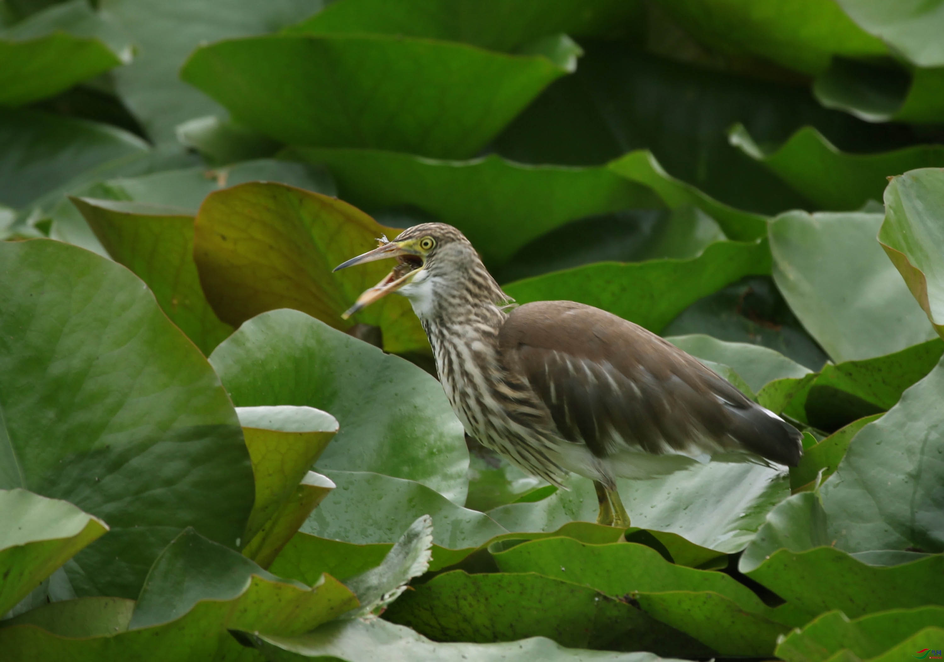 IMG_6930.JPG