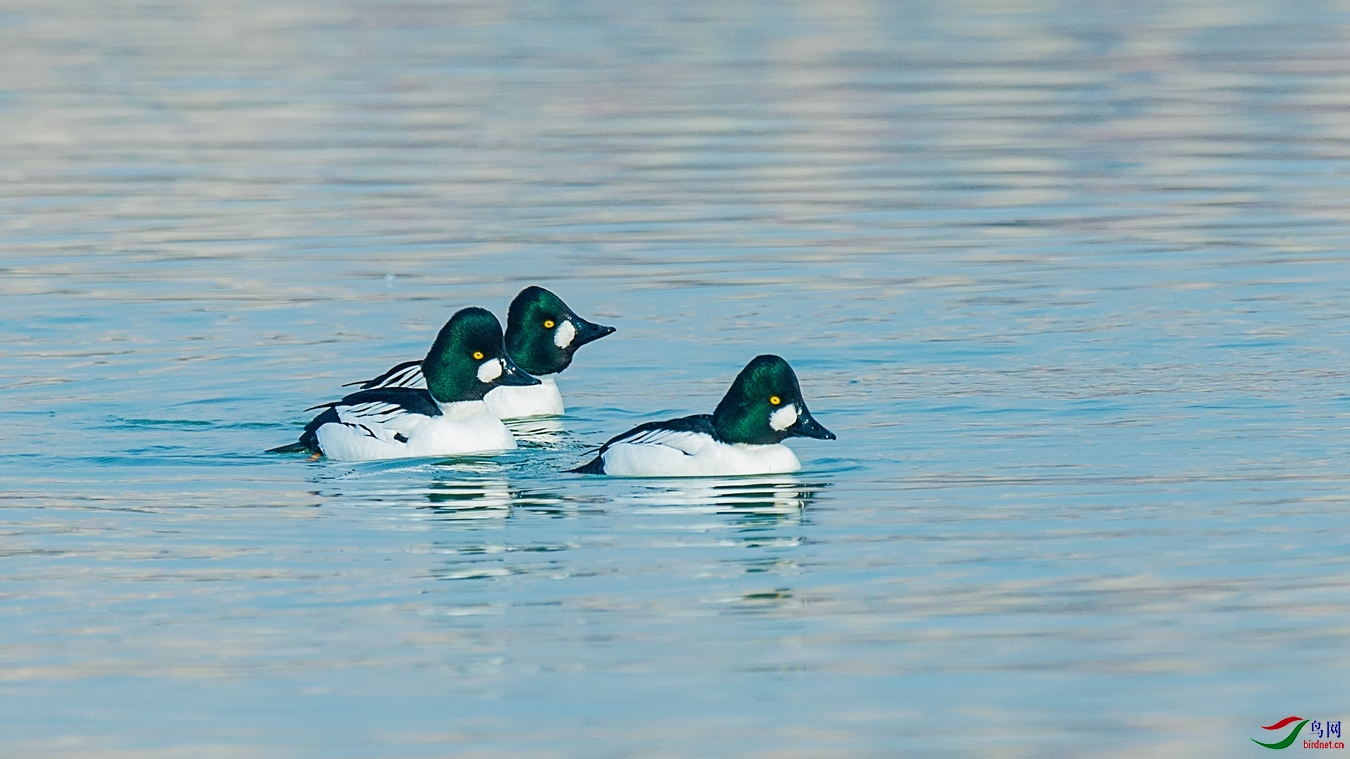 XCG_7086 - ����.jpg