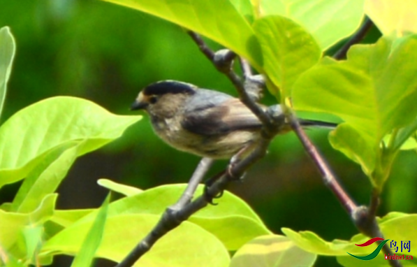 ���������ȥ�����������ں����Ƹ�