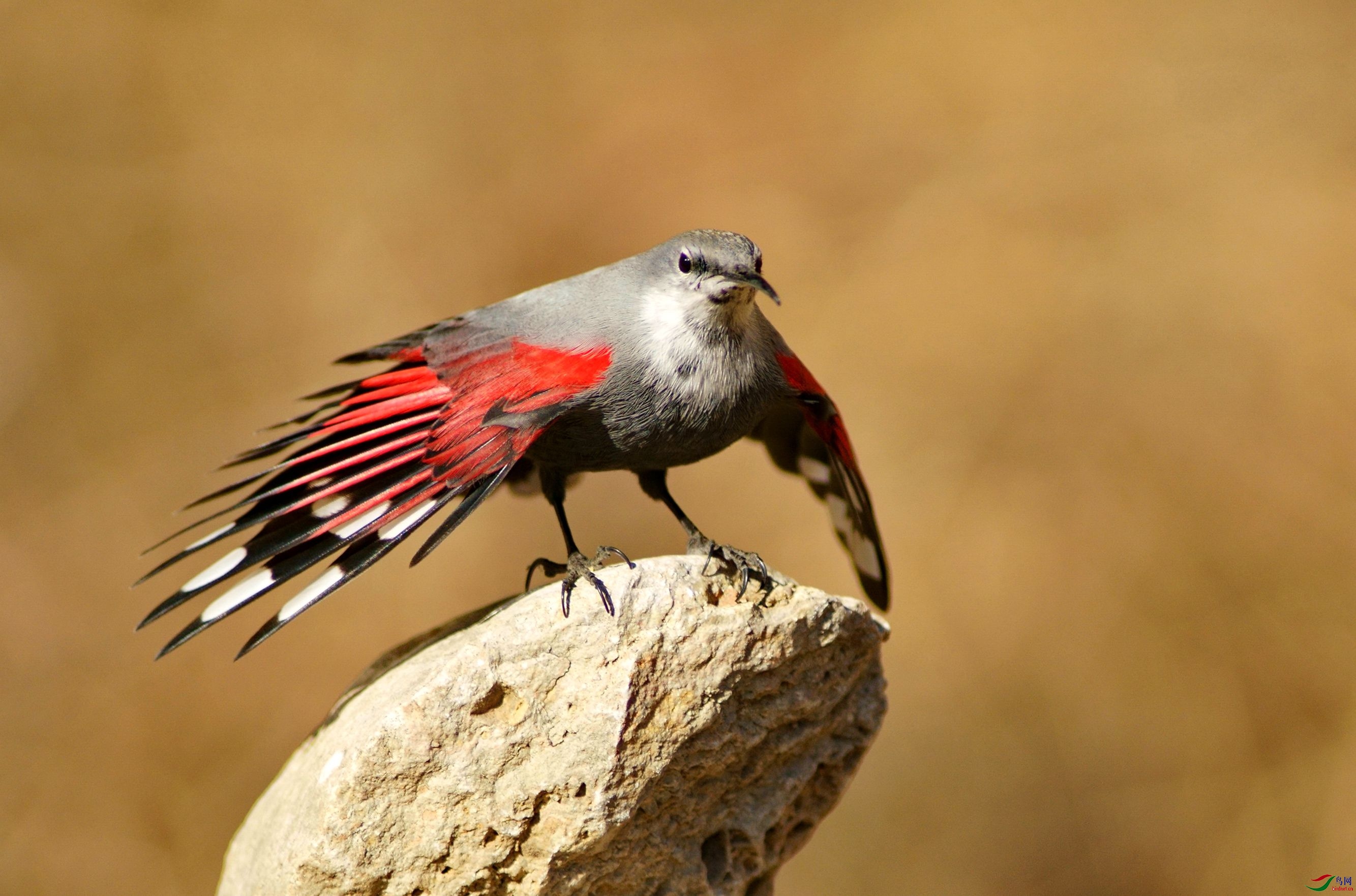 展翅的红翅旋壁雀