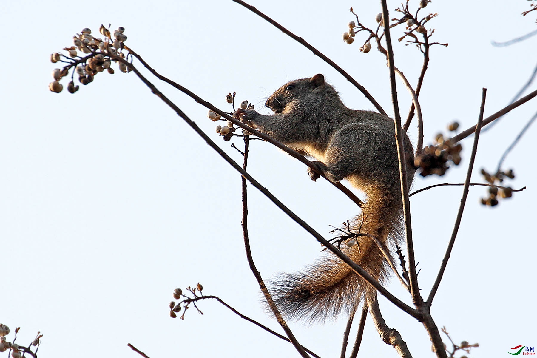 柏子树上可爱的小松鼠觅食记