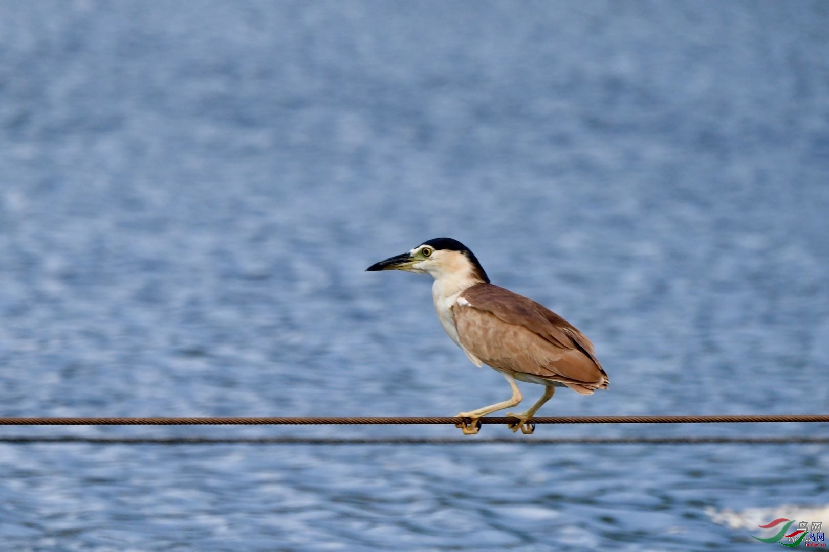 棕夜鹭