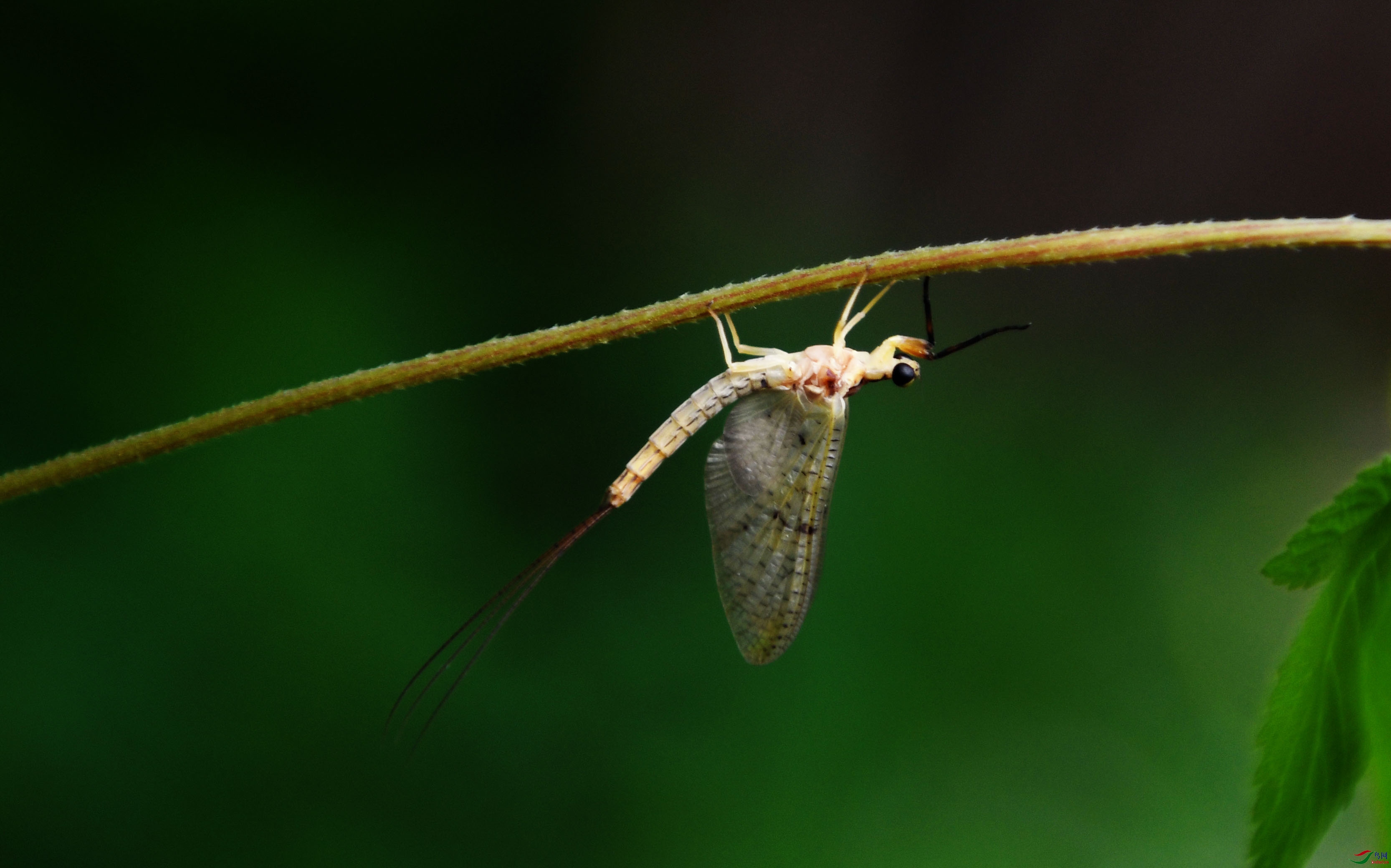 ���ɵ�����