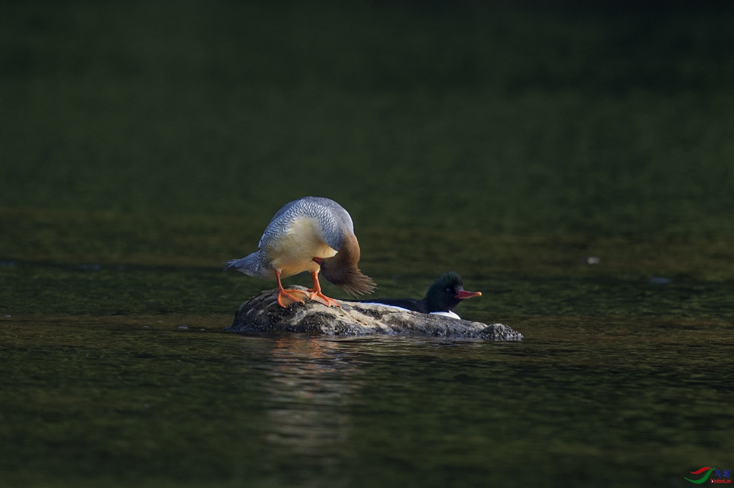 DSC_7057.jpg