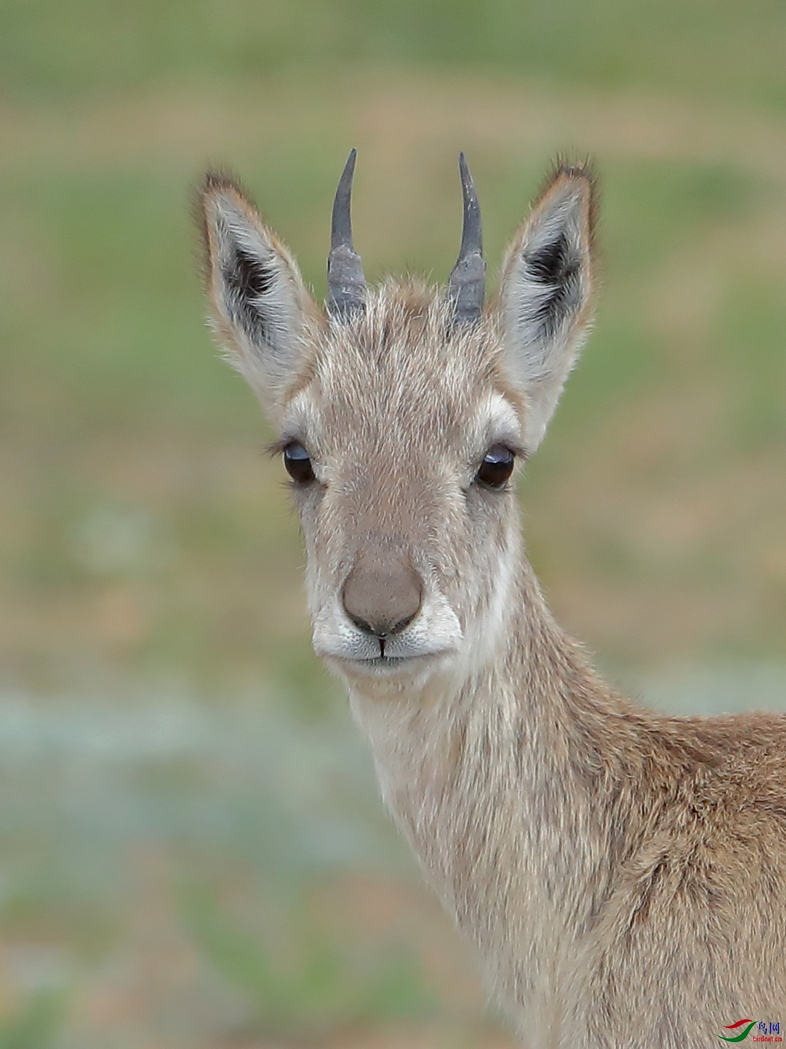 高原精灵藏原羚