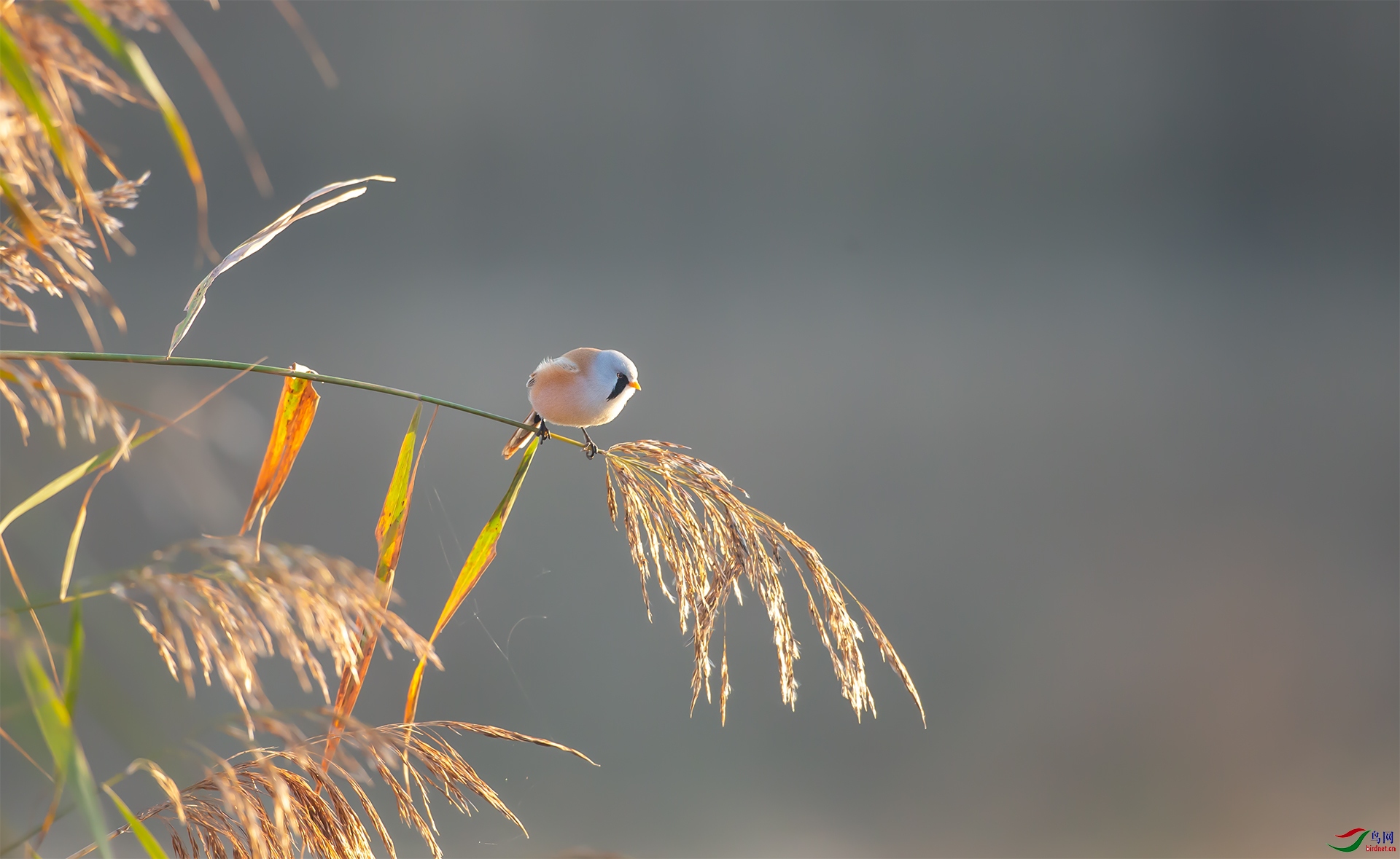 _U5R7480-1.jpg