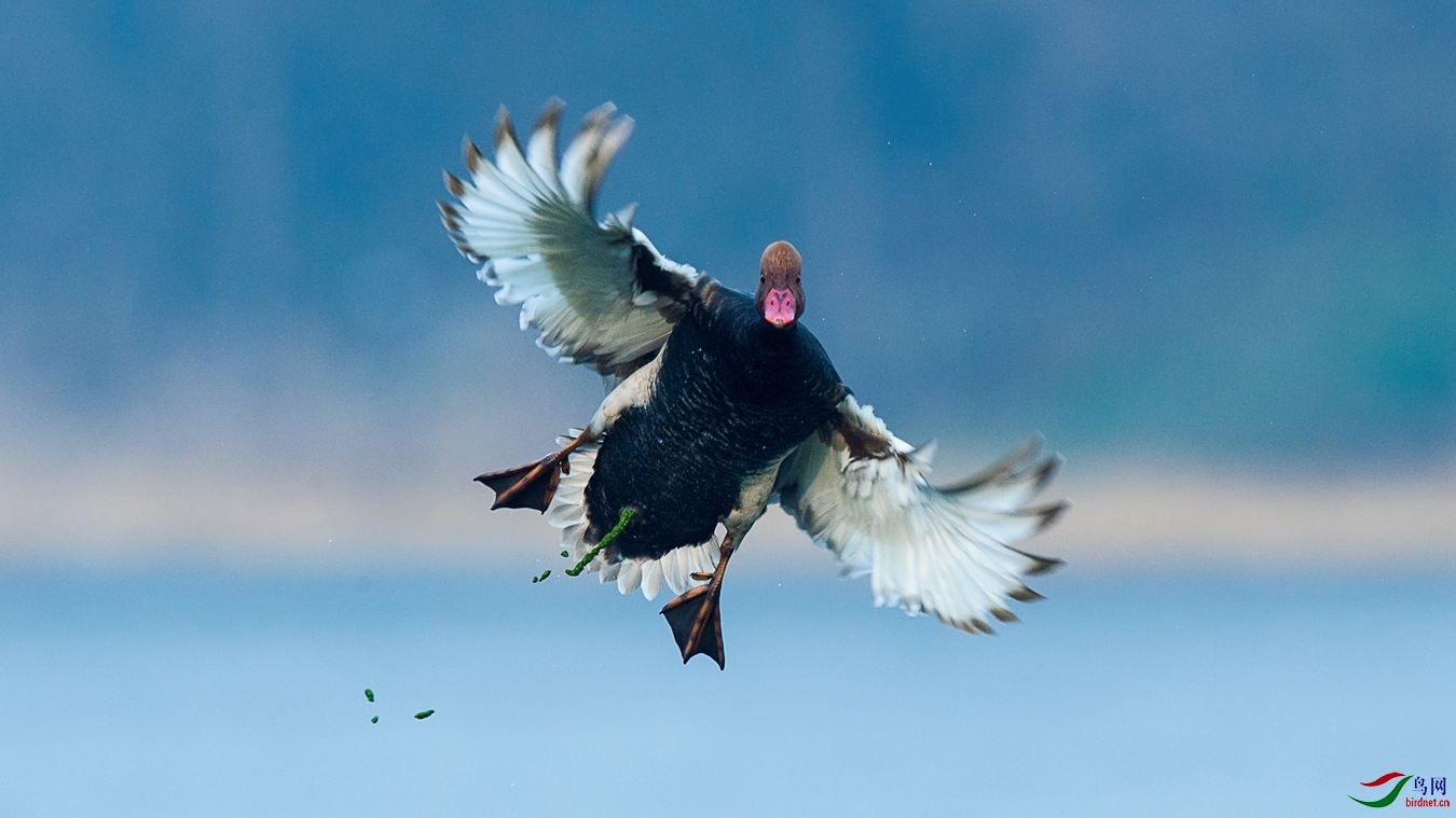 XCG2_0418 - ����.jpg