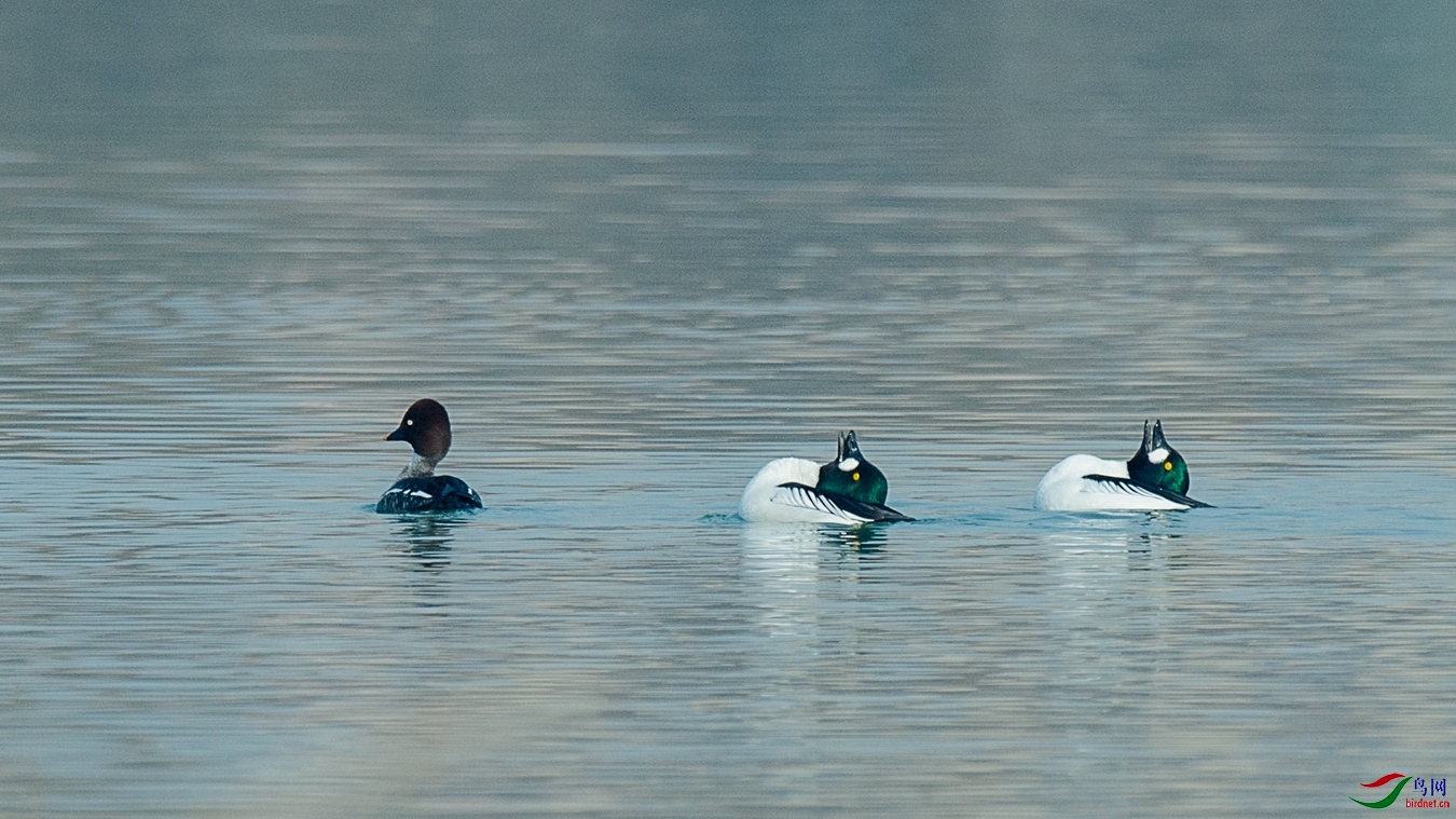 XCG_6116 - ����.jpg