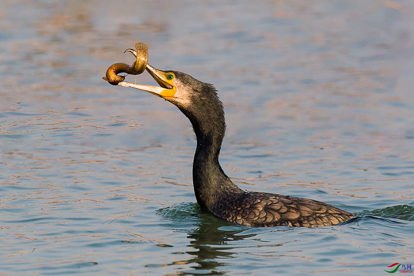 XCG_5163 - ����.jpg