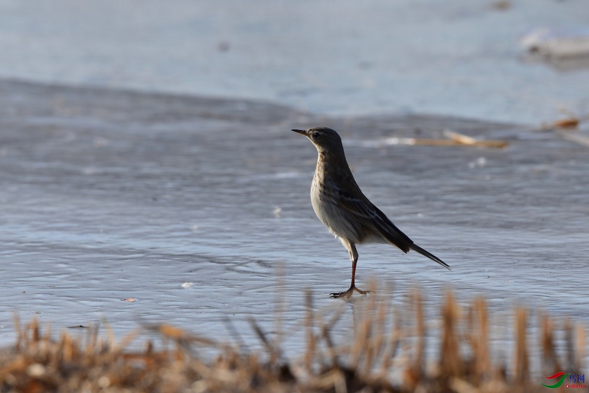 DSC_1424.jpg