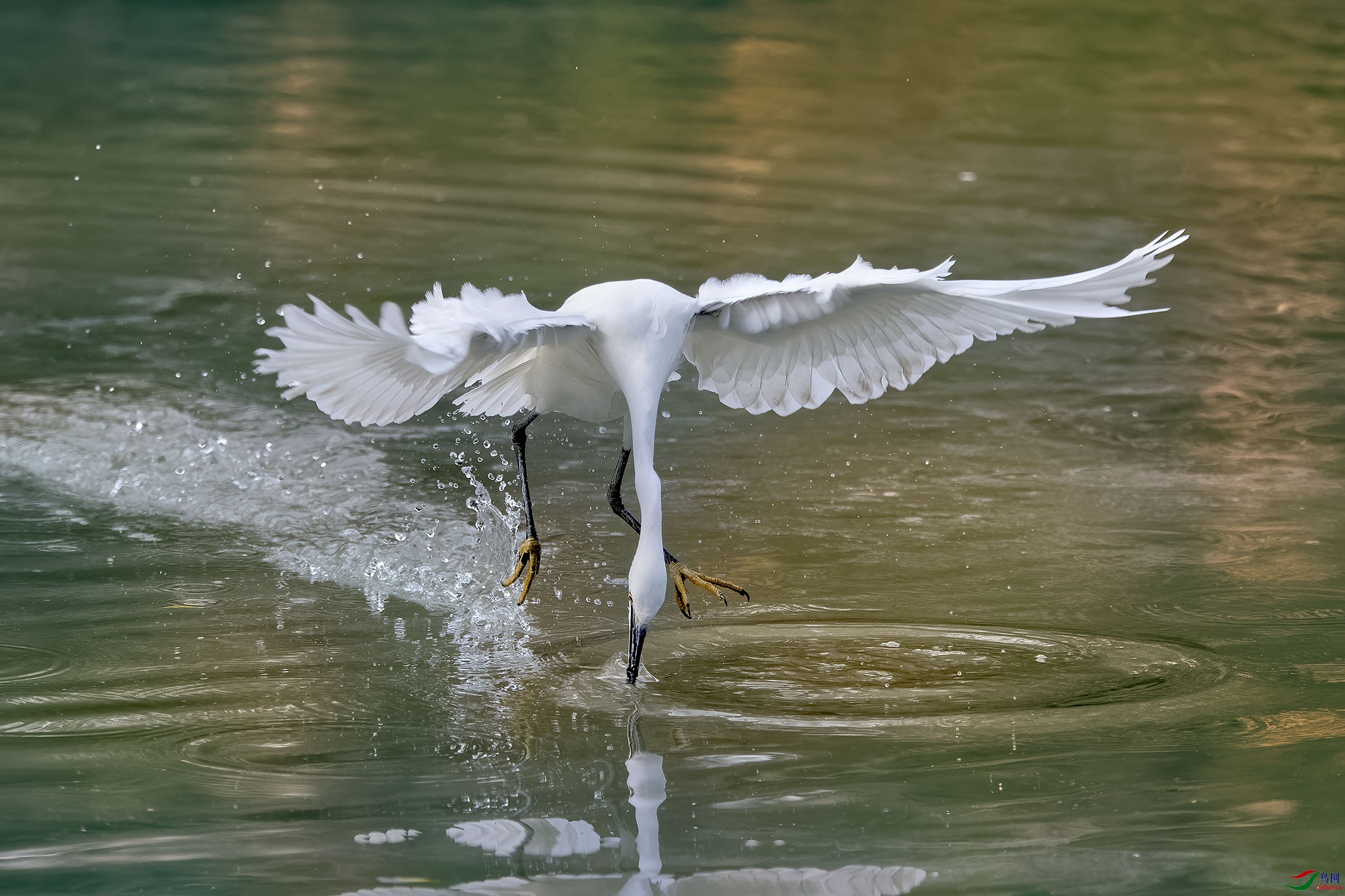DSC_2975.jpg