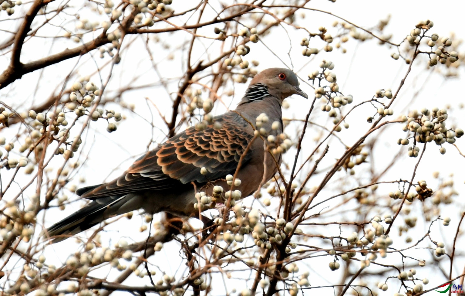 烏桕樹上山斑鳩