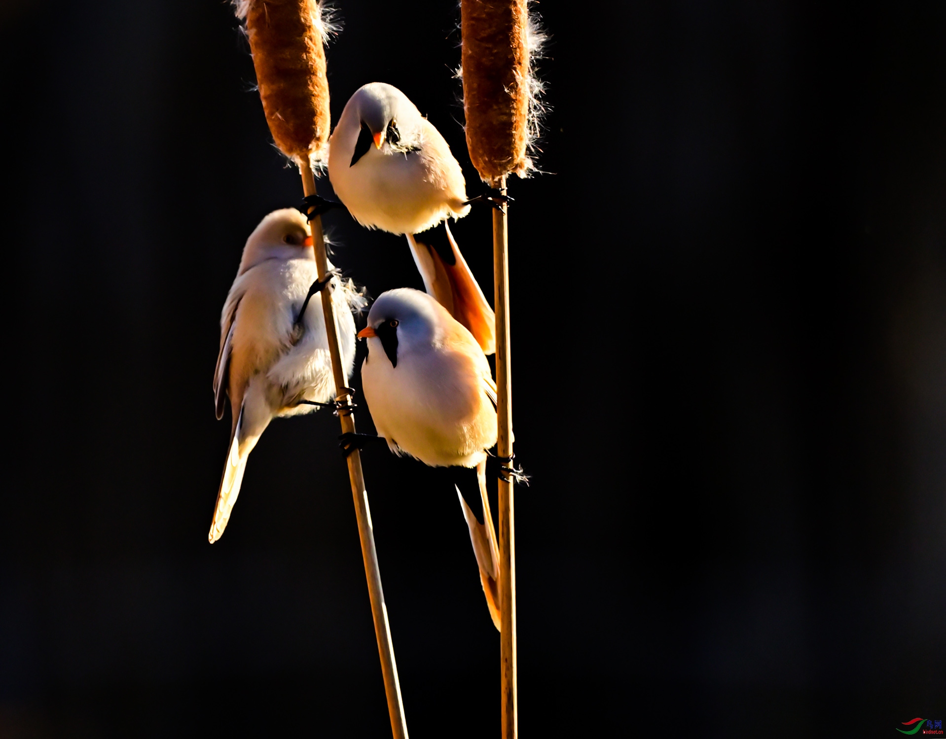 �ֵ��ſ�ֻΪ��