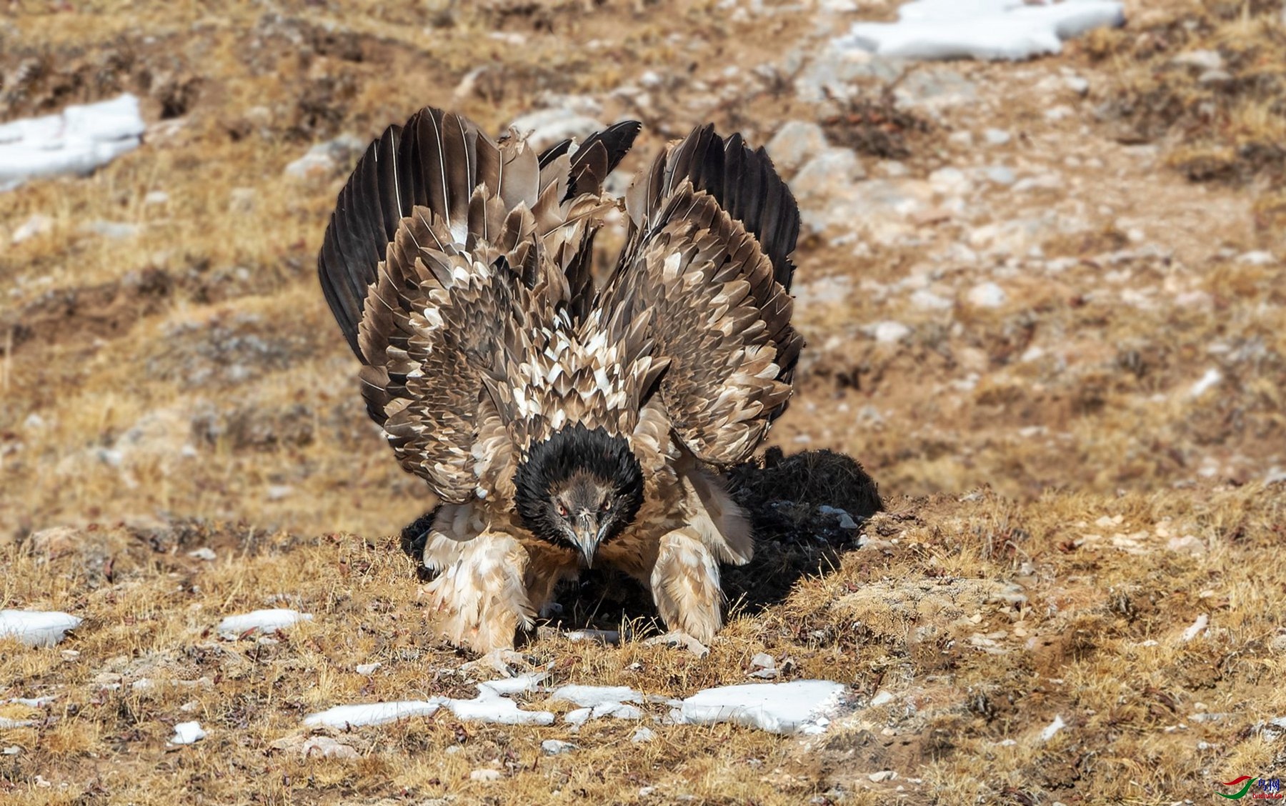 高原胡兀鹫国家一级保护动物