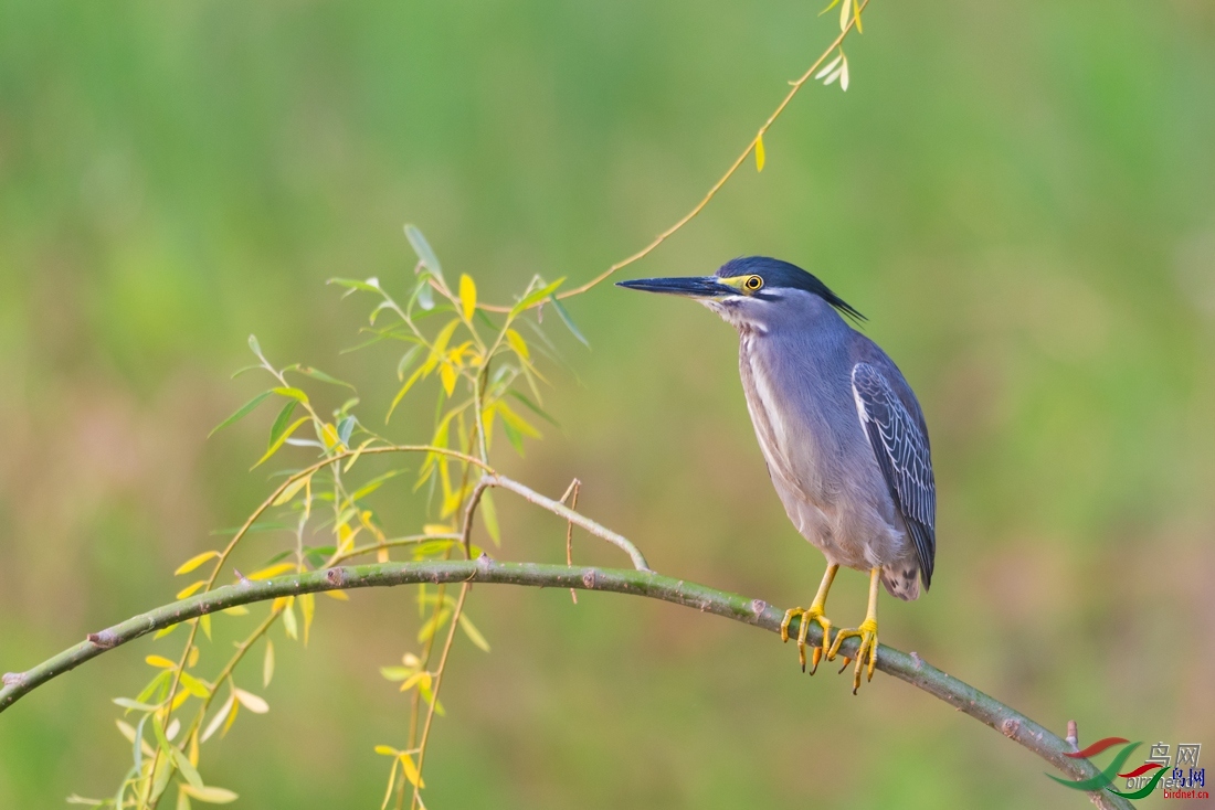 ��ǧ ��ʦ�����ںӱ�ʡ�ػʵ�����������������.jpg