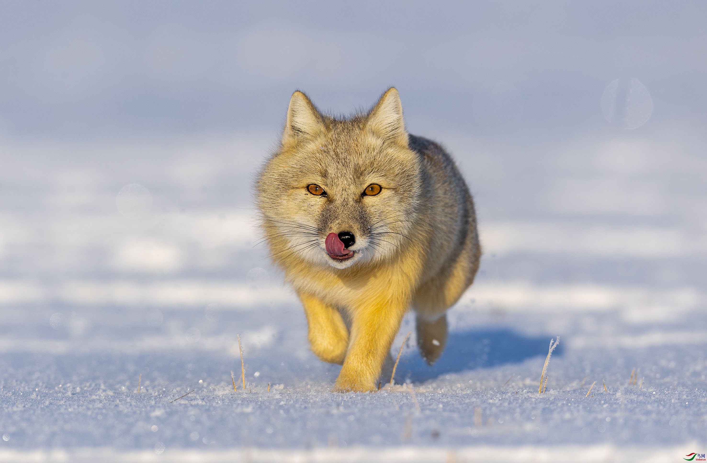 DSC_2279add.jpg