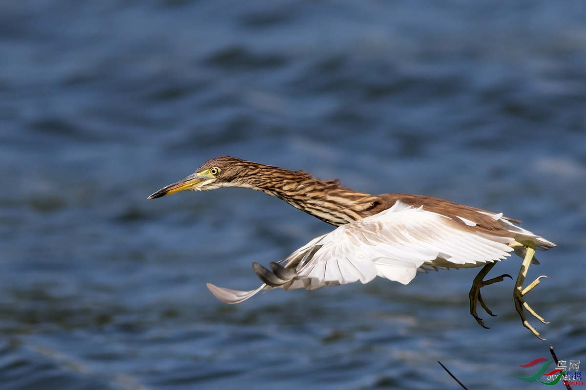 ˴Ȫ ��ʦ������ɽ��ʡ������.jpg