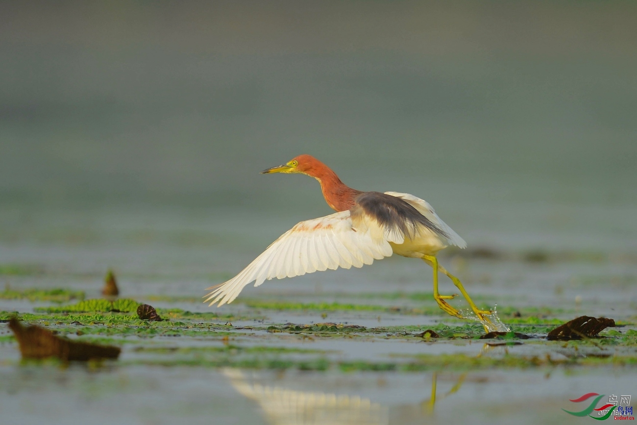 С��  ��ʦ������ɽ��ʡ̩���ж�ƽ��.jpg